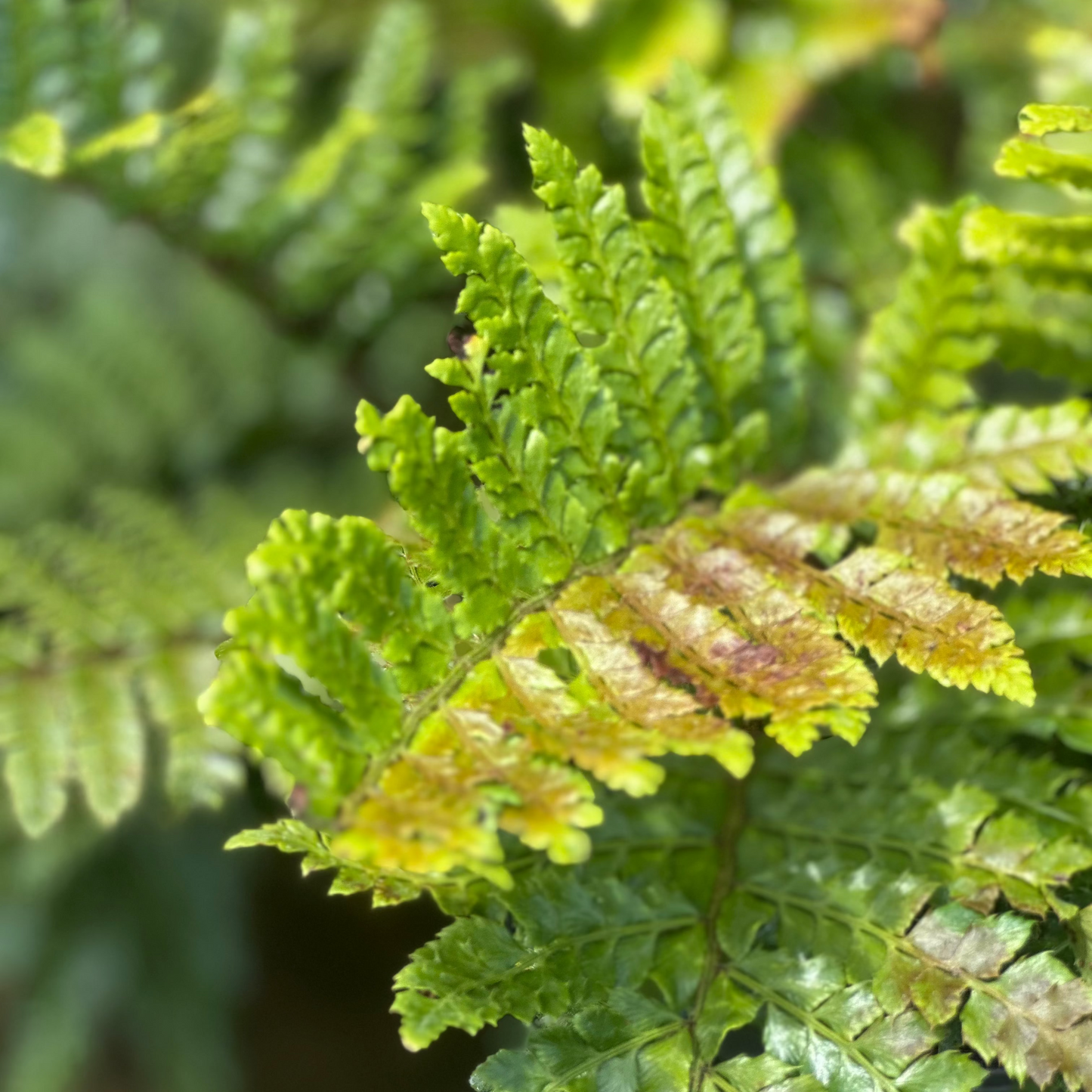 Polystichum | Japanese Tassel Fern - 1 Gallon