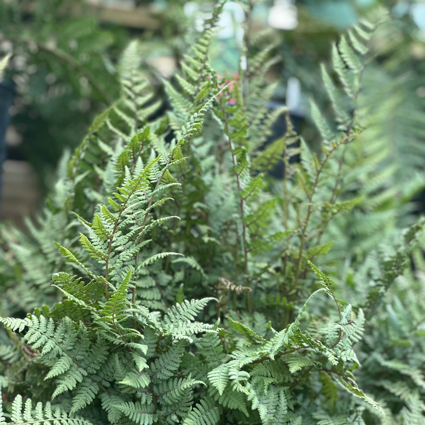 Athyrium | Ghost Painted Fern - 1 Gallon