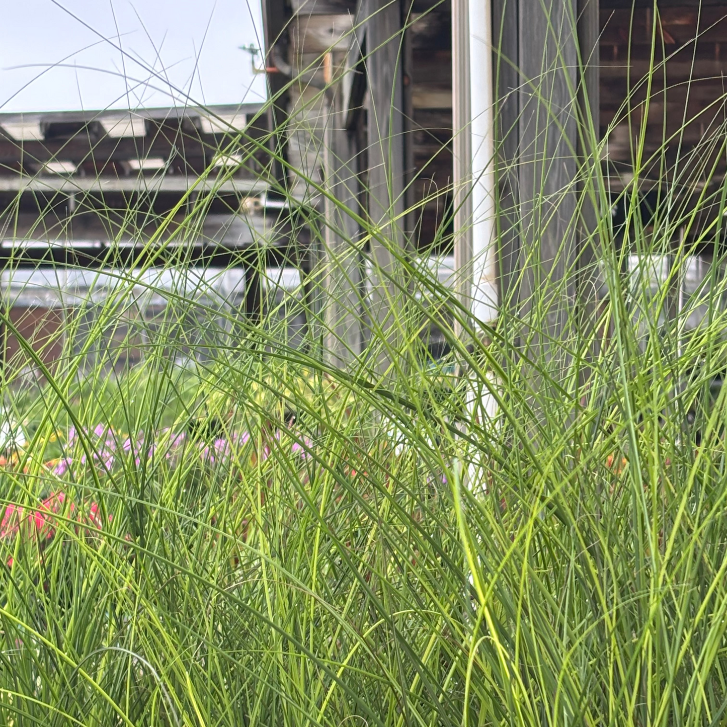 Miscanthus | Maiden Grass - 1 Gallon