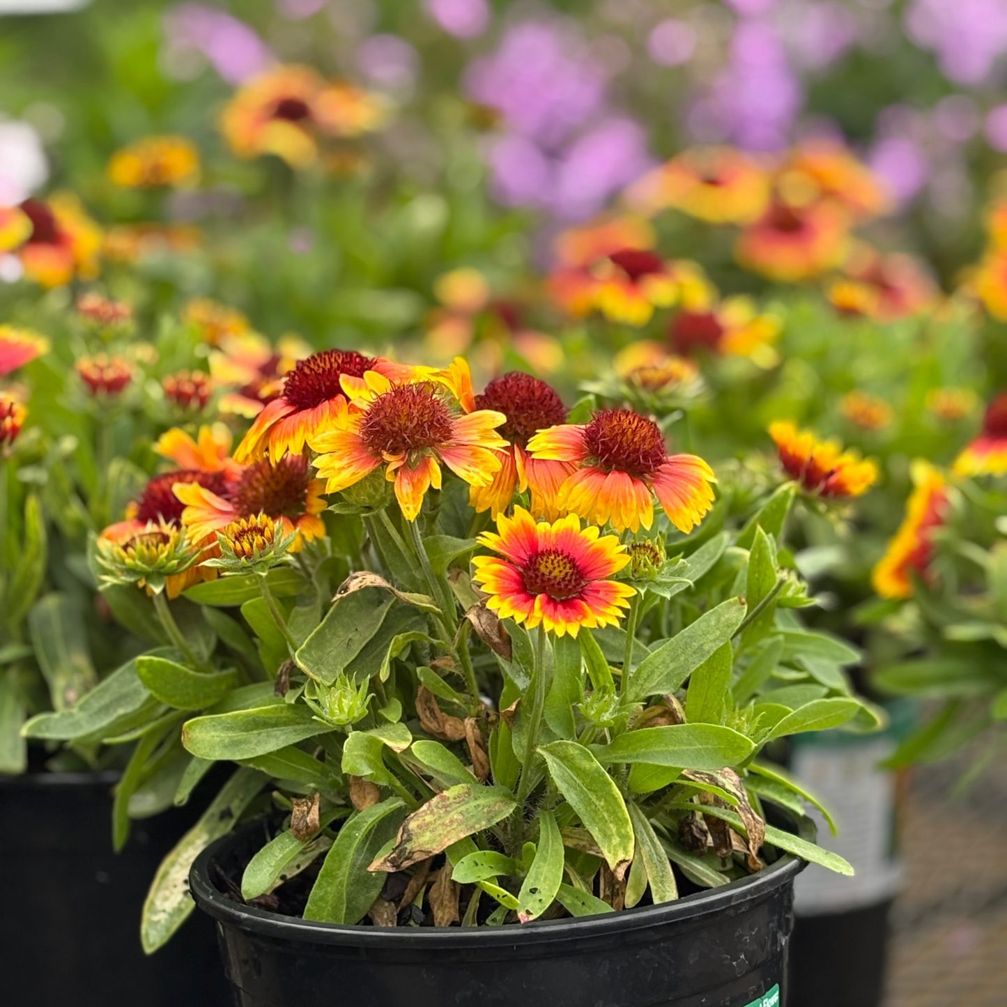 Gaillardia | Arizona Blanket Flower | Sun - 1 Gallon