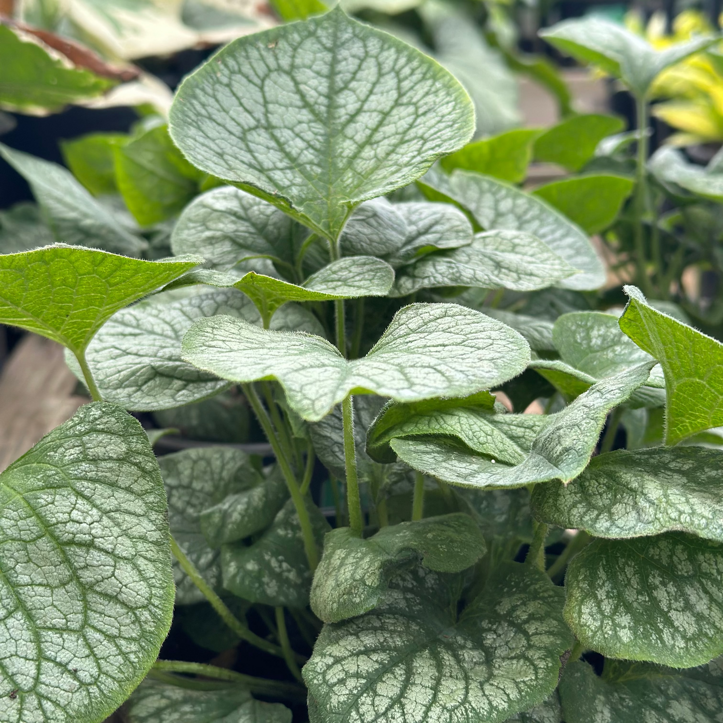 Brunnera | Jack Frost Brunnera - 1 Gallon