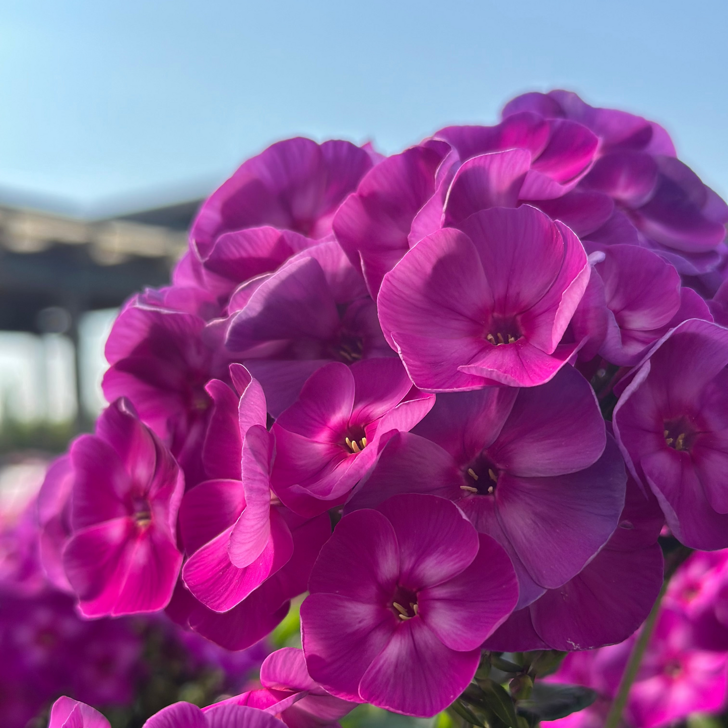 Phlox | Laura Garden Phlox - 1 Gallon