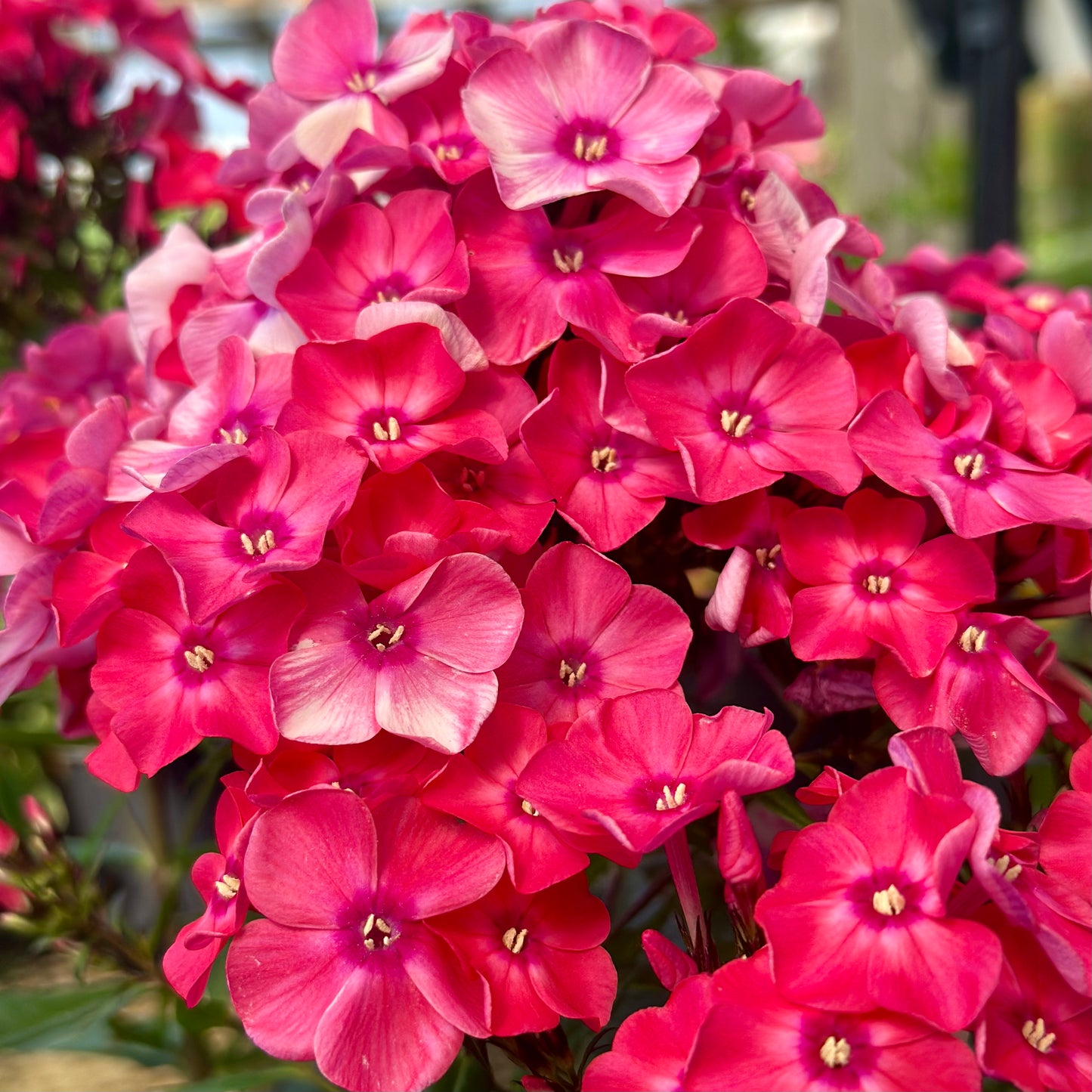 Phlox | Garden Girls Garden Phlox | Glamour Girl - 1 Gallon