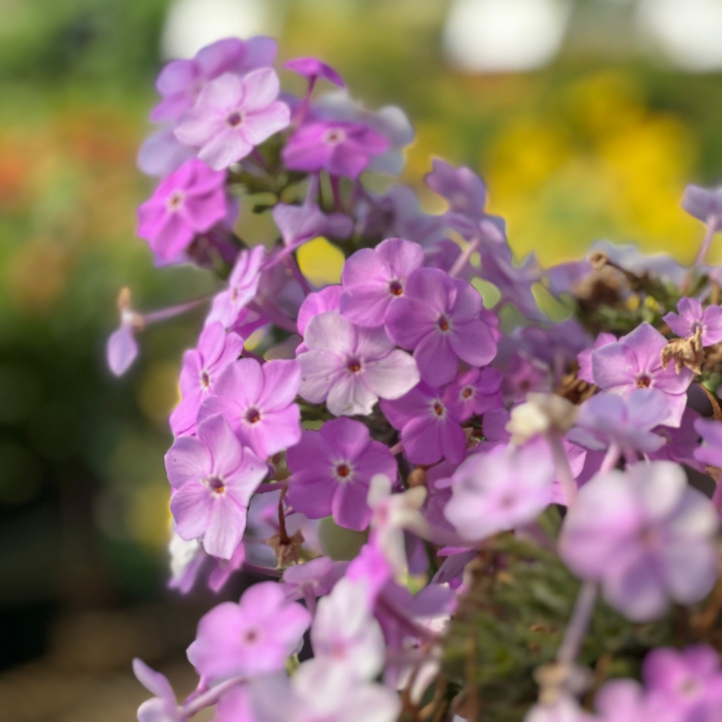 Phlox | Fashionably Early Princess Garden Phlox - 1 Gallon