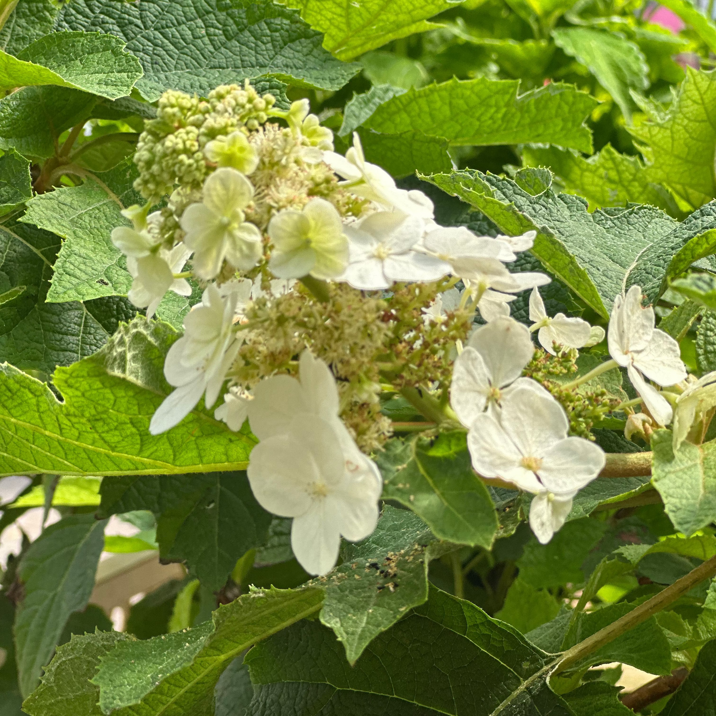 Hydrangea | Alice Oakleaf Hydrangea - 3 Gallon