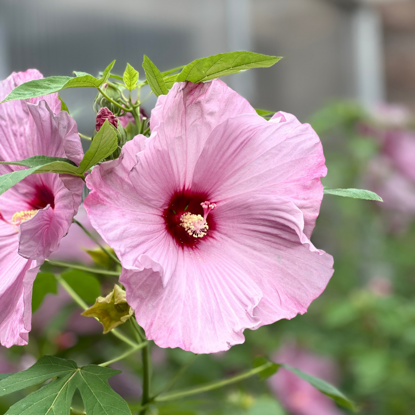 Hibiscus | Lilac Crush Hibiscus - 3 Gallon