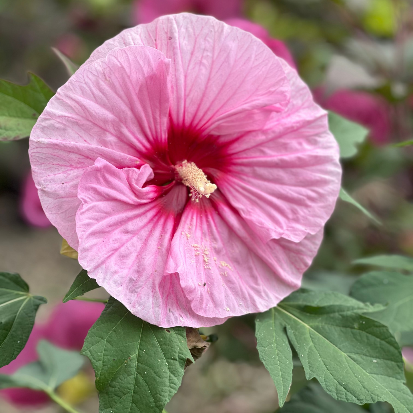 Hibiscus | All Eyes on Me Hibiscus - 3 Gallon