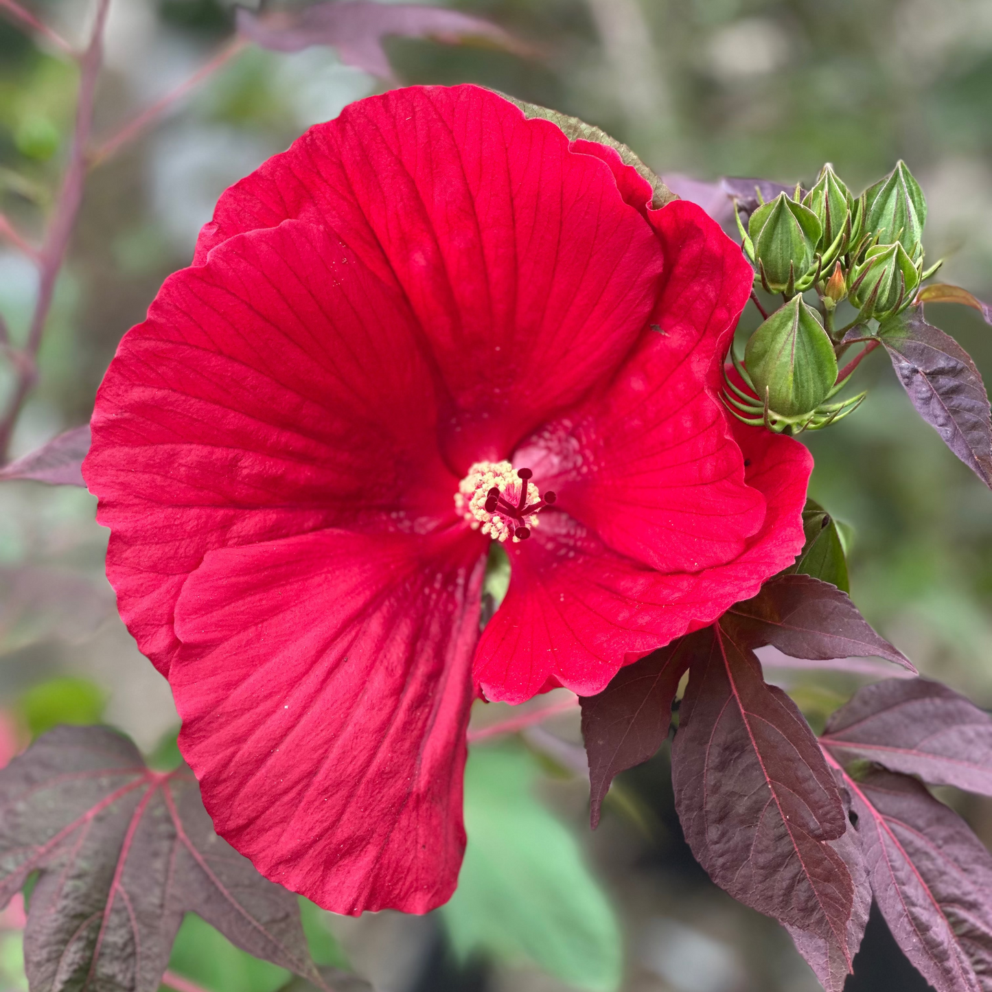 Hibiscus | Midnight Marvel Hibiscus - 2 Gallon