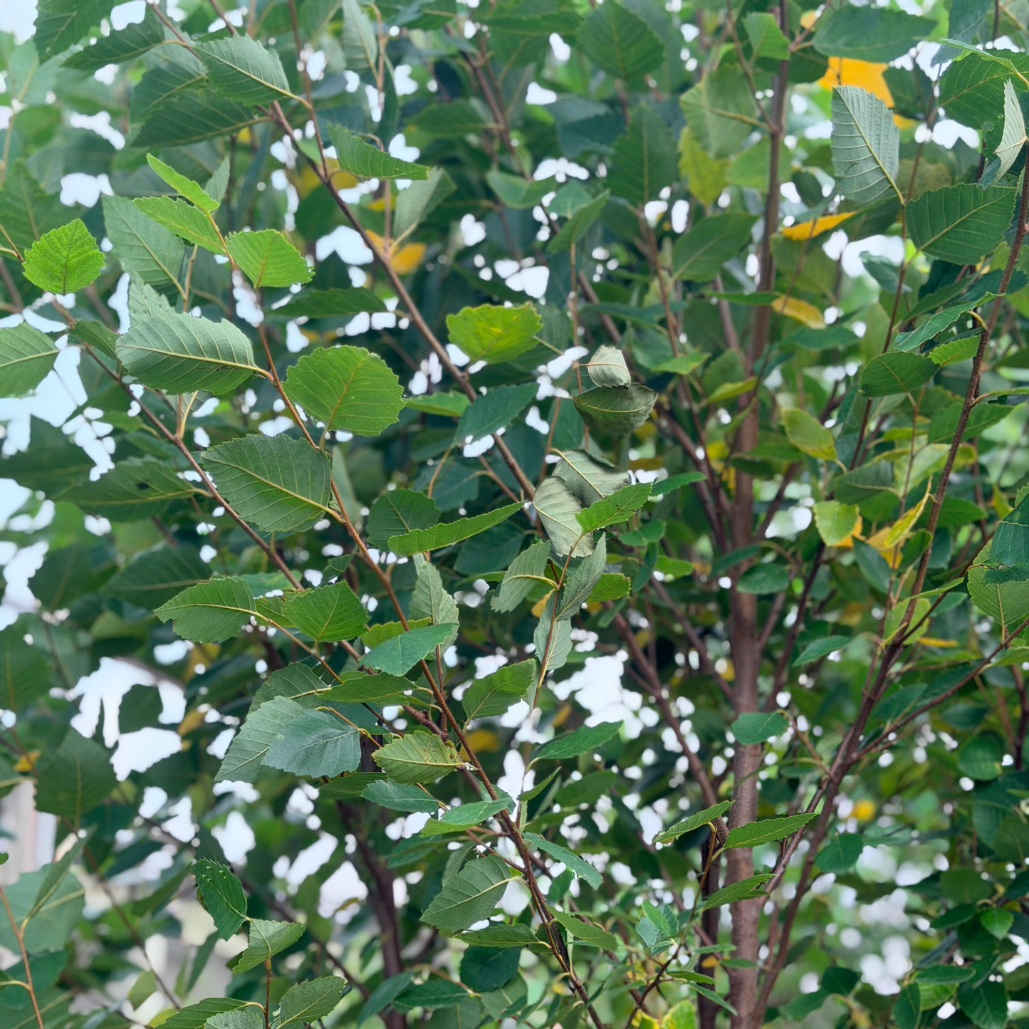Betula | City Slickers River Birch - 7 Gallon