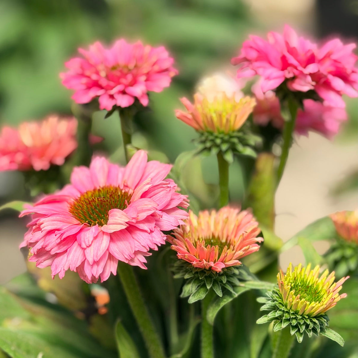 Echinacea | SunSeekers Coneflower | Pink Grapefruit - 1 Gallon