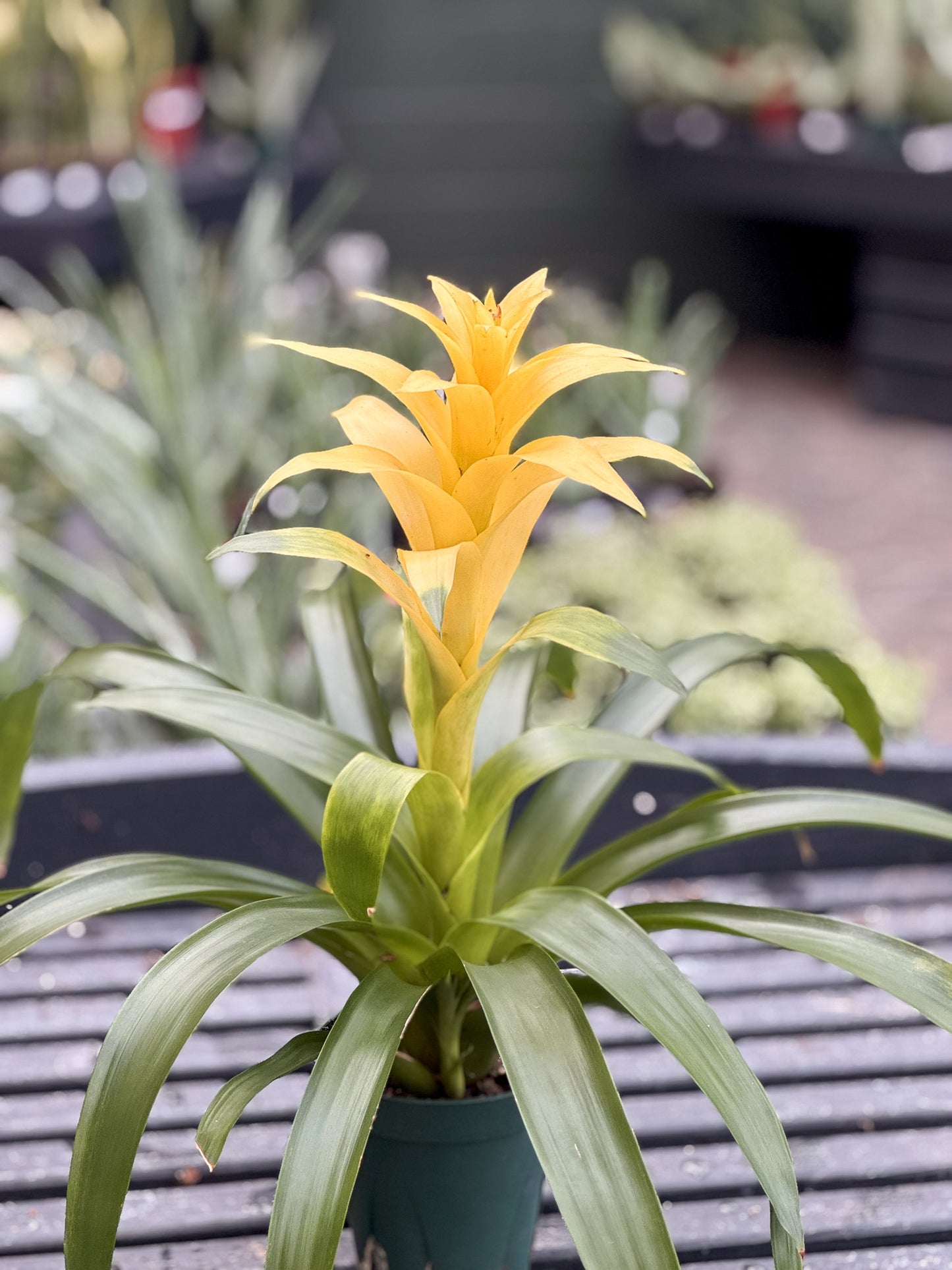 Bromeliad | Guzmania - 6 Inch