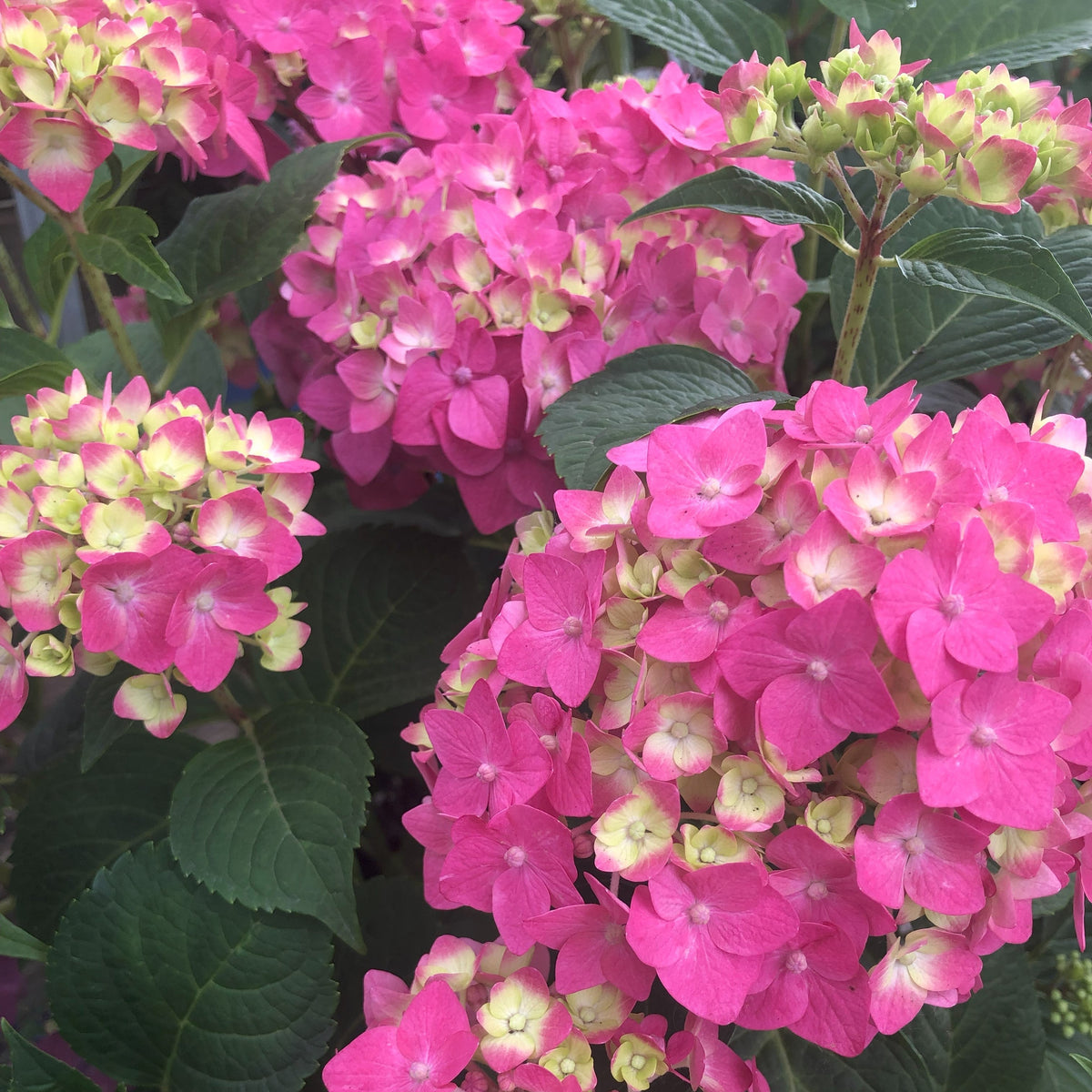Hydrangea | Summer Crush Bigleaf Hydrangea - 3 Gallon