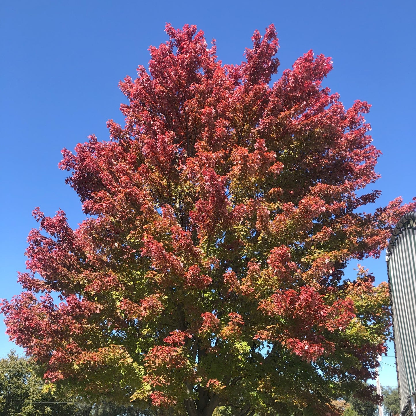 Acer | Autumn Blaze Maple - 7 Gallon