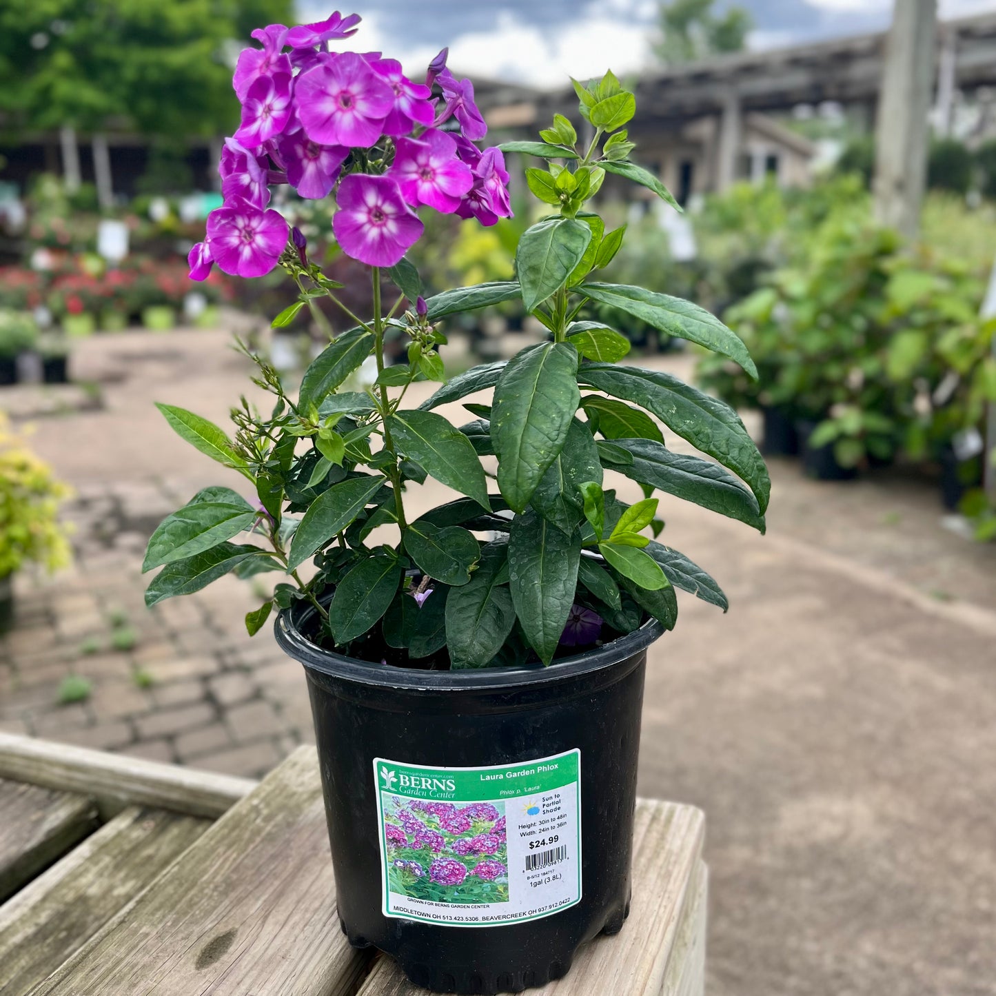 Phlox | Laura Garden Phlox - 1 Gallon