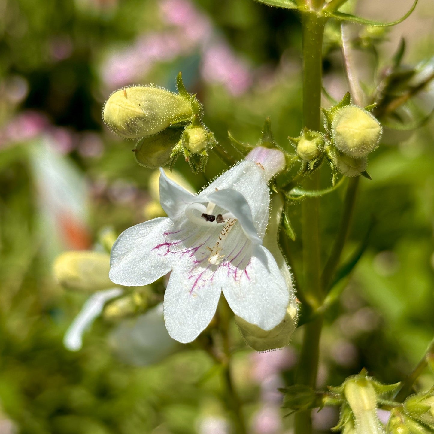 Penstemon | Foxglove Beardtongue - 1 Gallon