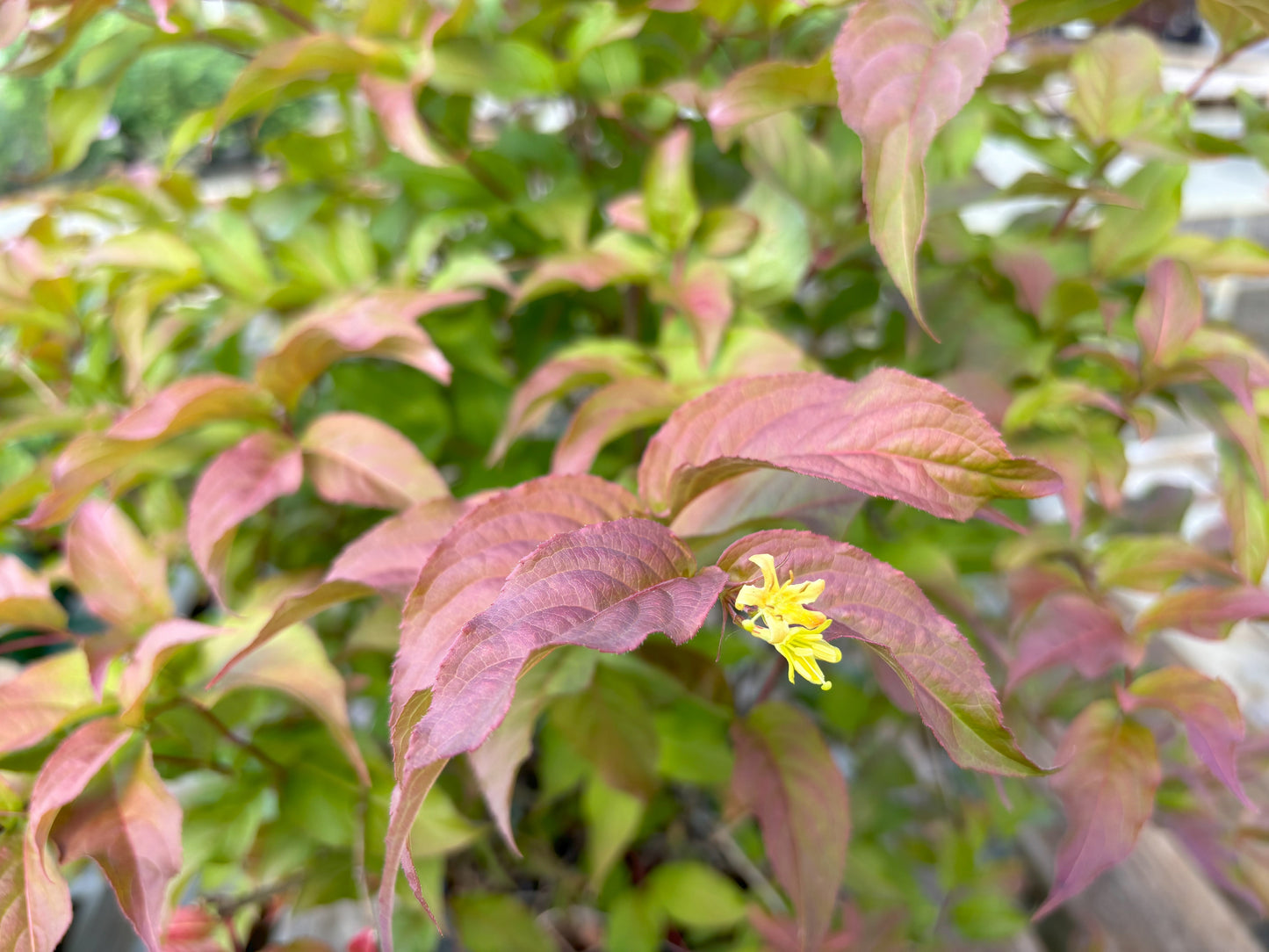 Diervilla | Northern Bush Honeysuckle - 3 Gallon