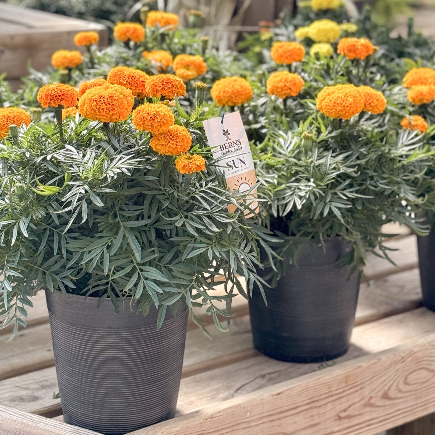 Marigold | Inca Deep Orange - Small Patio Container