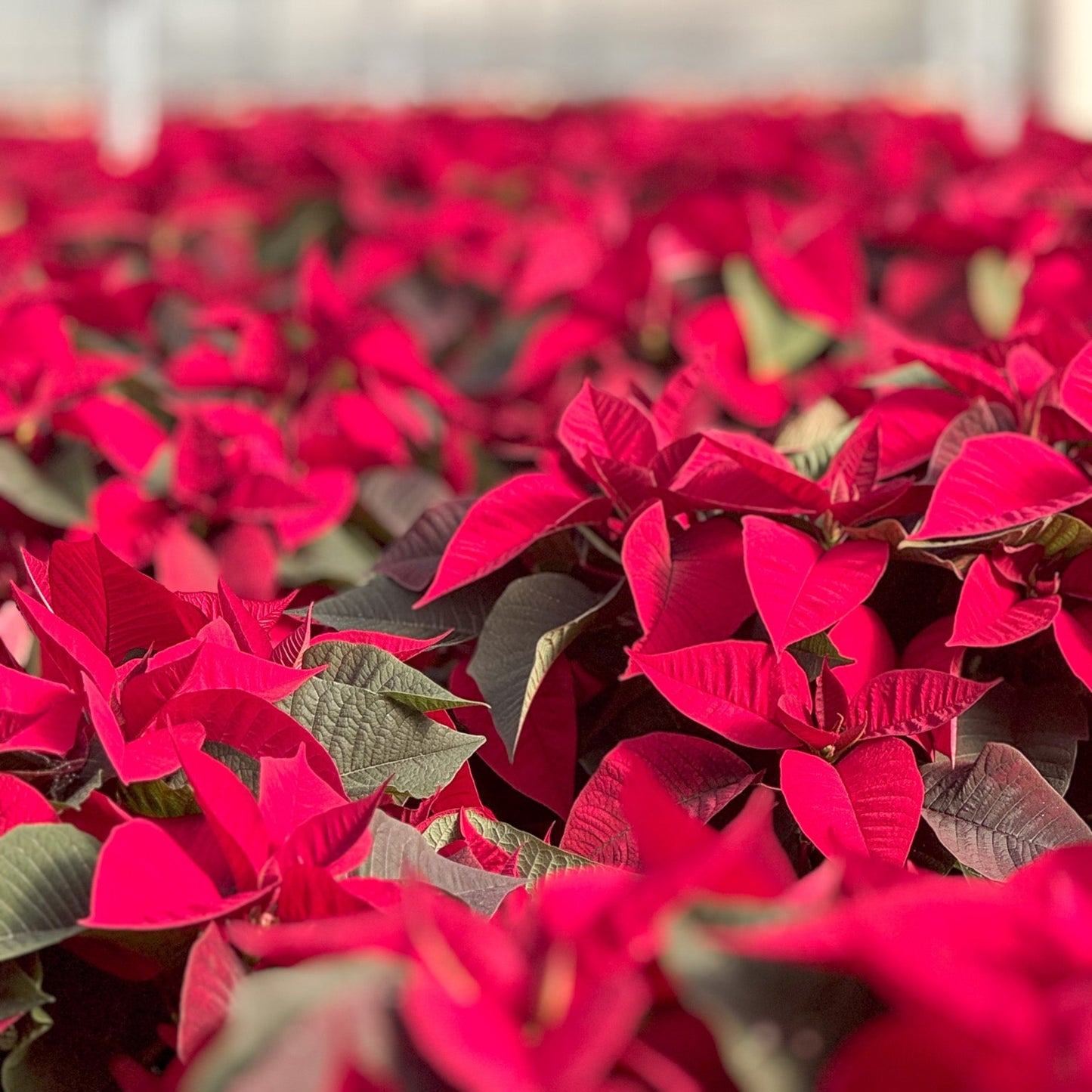 Euphorbia | Red Poinsettia