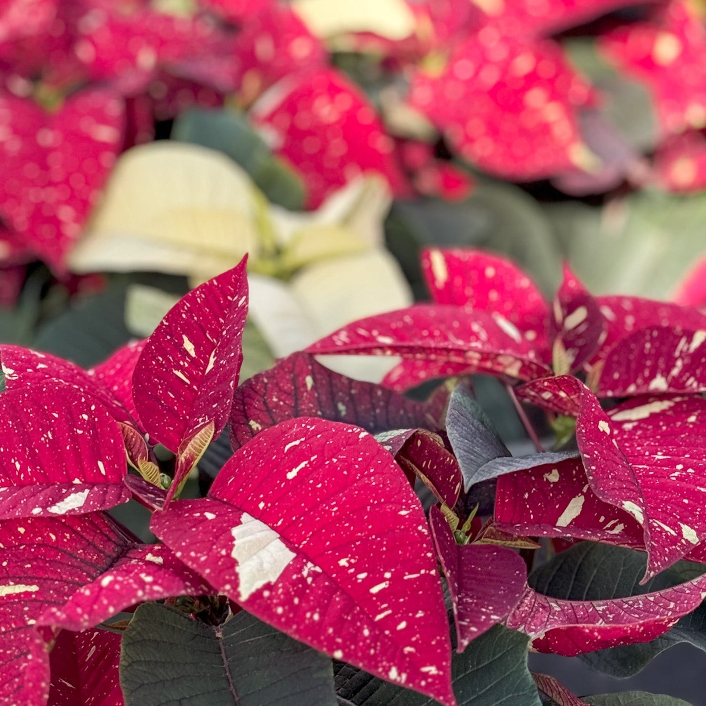 Euphorbia | Glitter Poinsettia