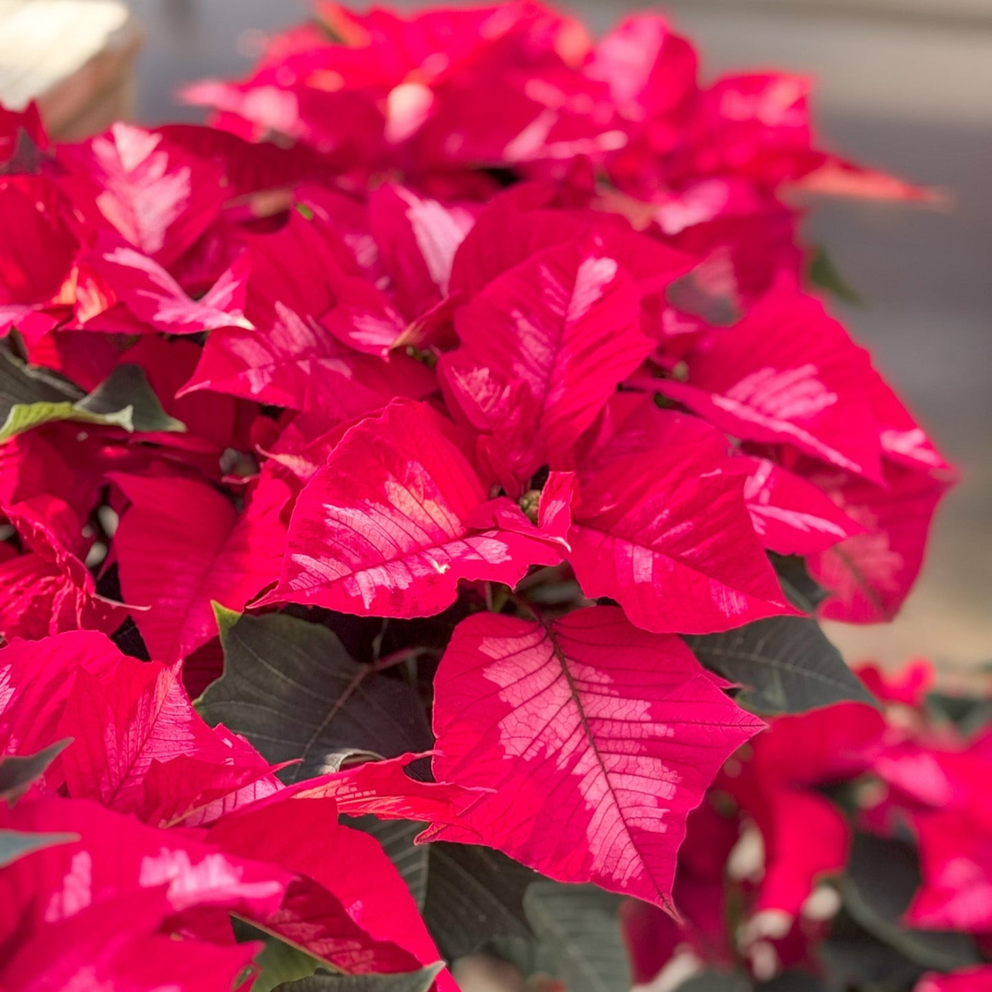Euphorbia | Ice Punch Poinsettia