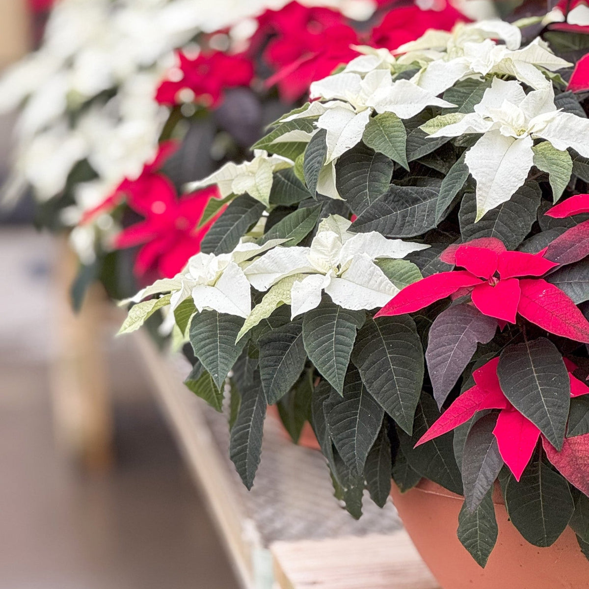 Poinsettia | Princettia - 12 Inch Bowl