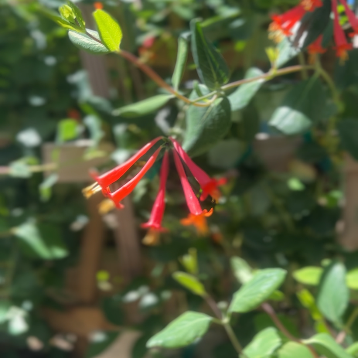 Close-up of a plant with red flowers and green leaves, with a blurred background.