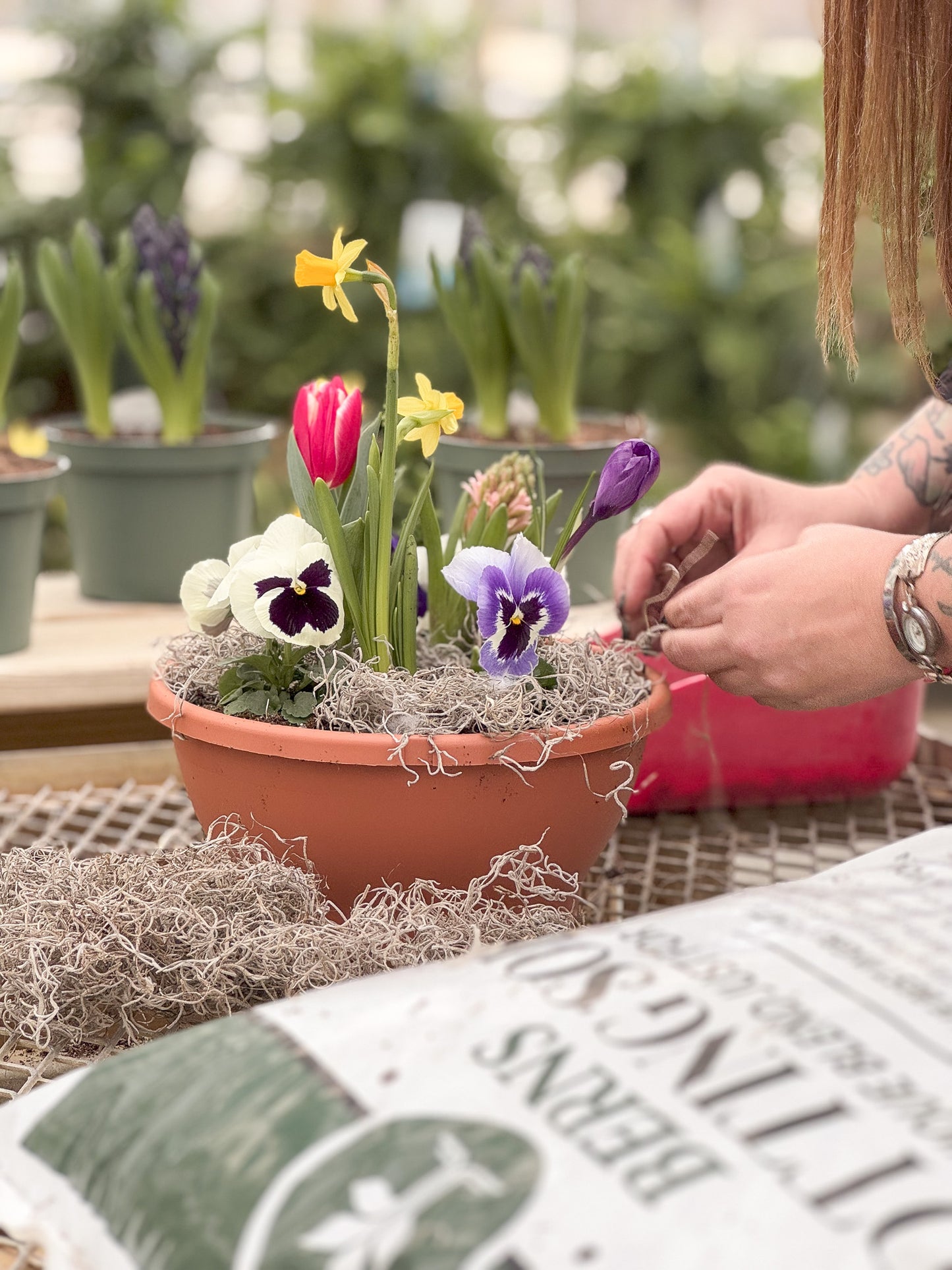 Spring Dish Garden | Workshop