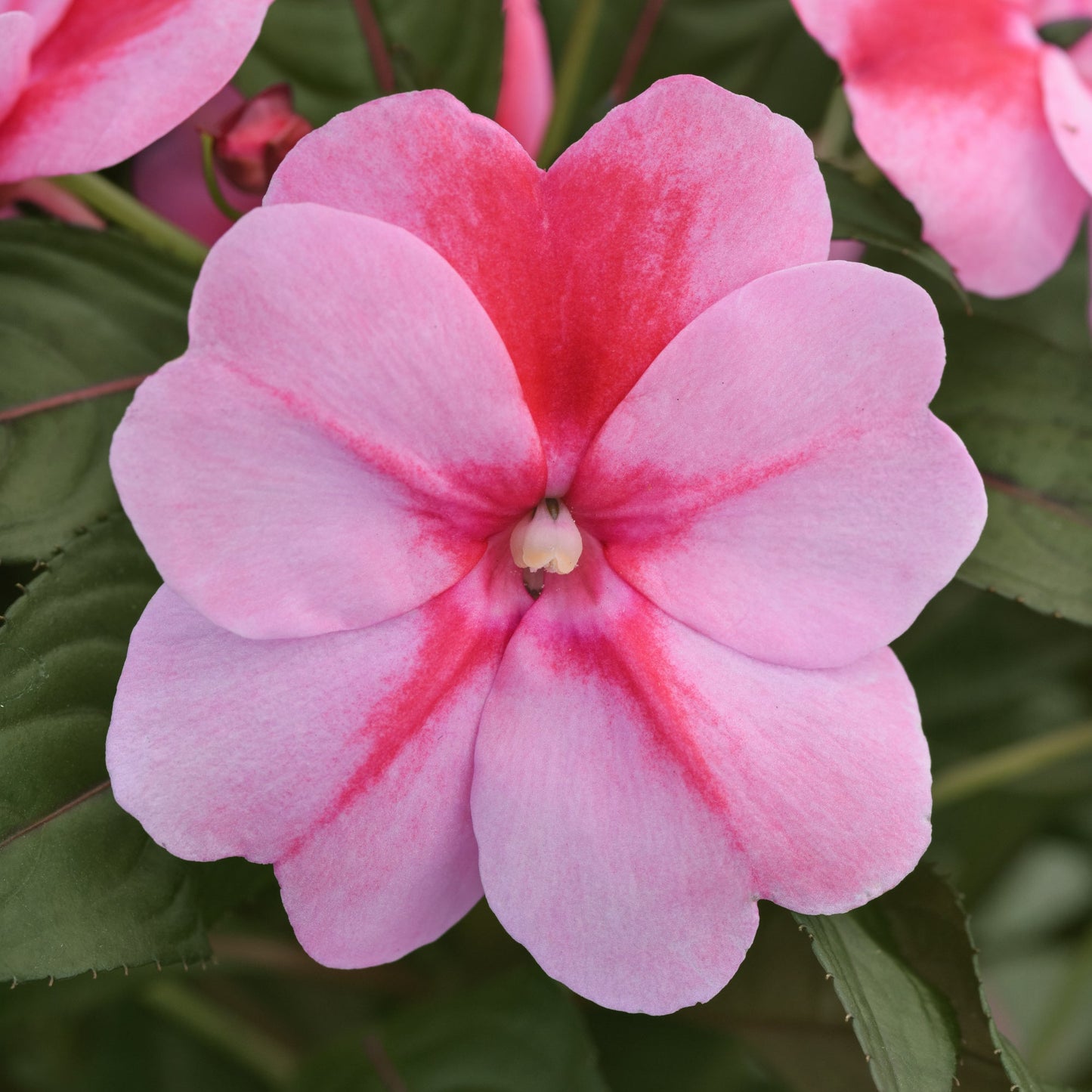 Impatiens | ImPower - 1 Quart