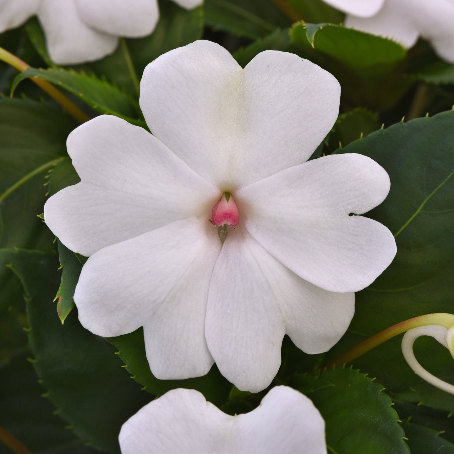 Impatiens | Solarscape - 4 Pack