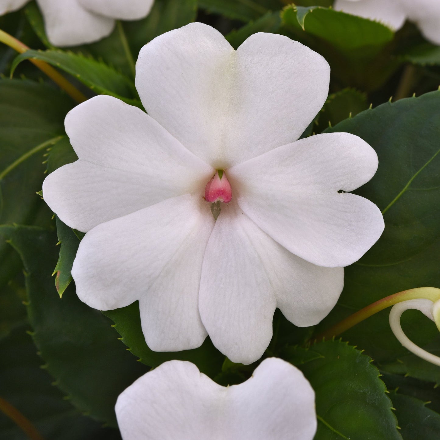 Impatiens | Solarscape - Promotional 4 Pack