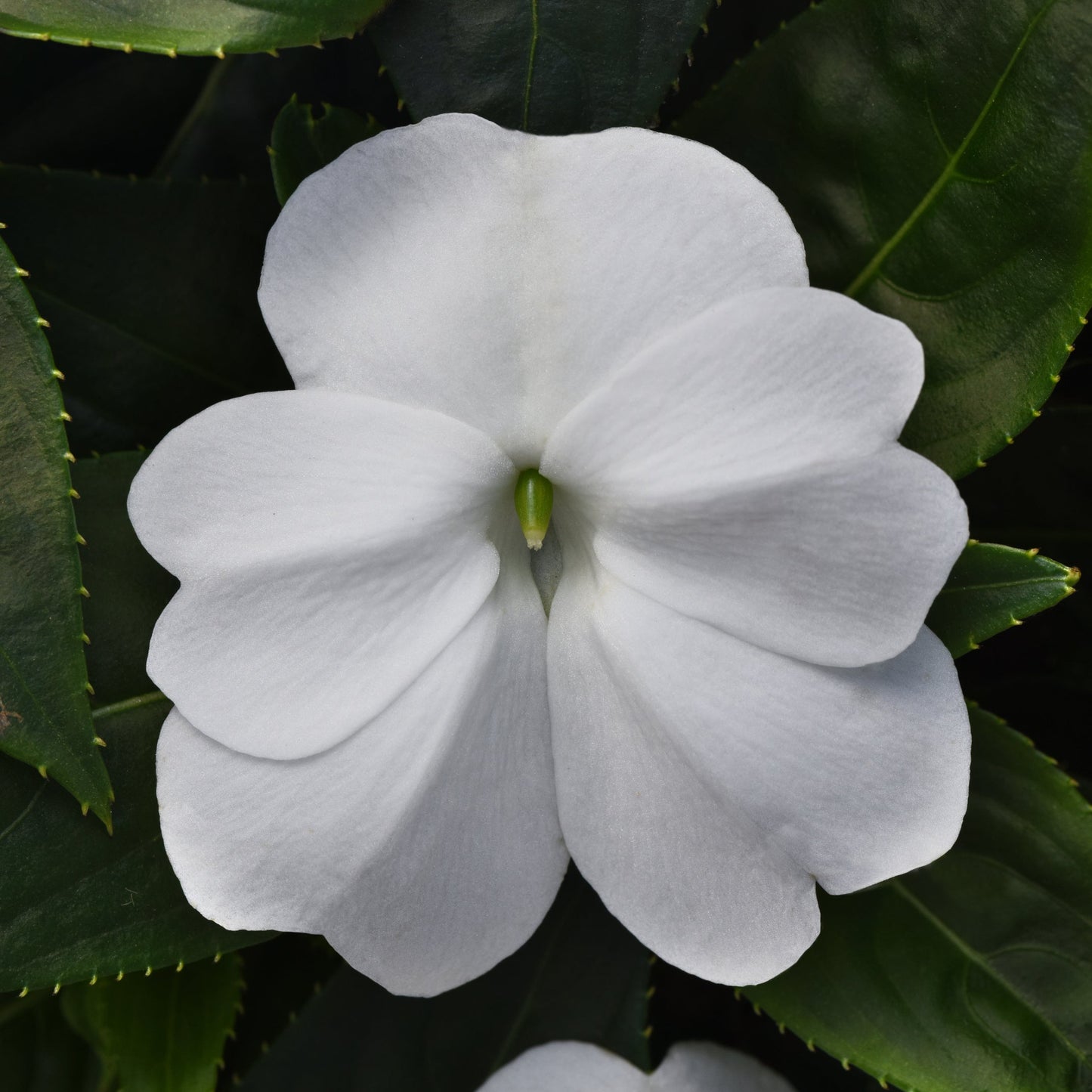 Impatiens | ColorPower - Large Hanging Basket