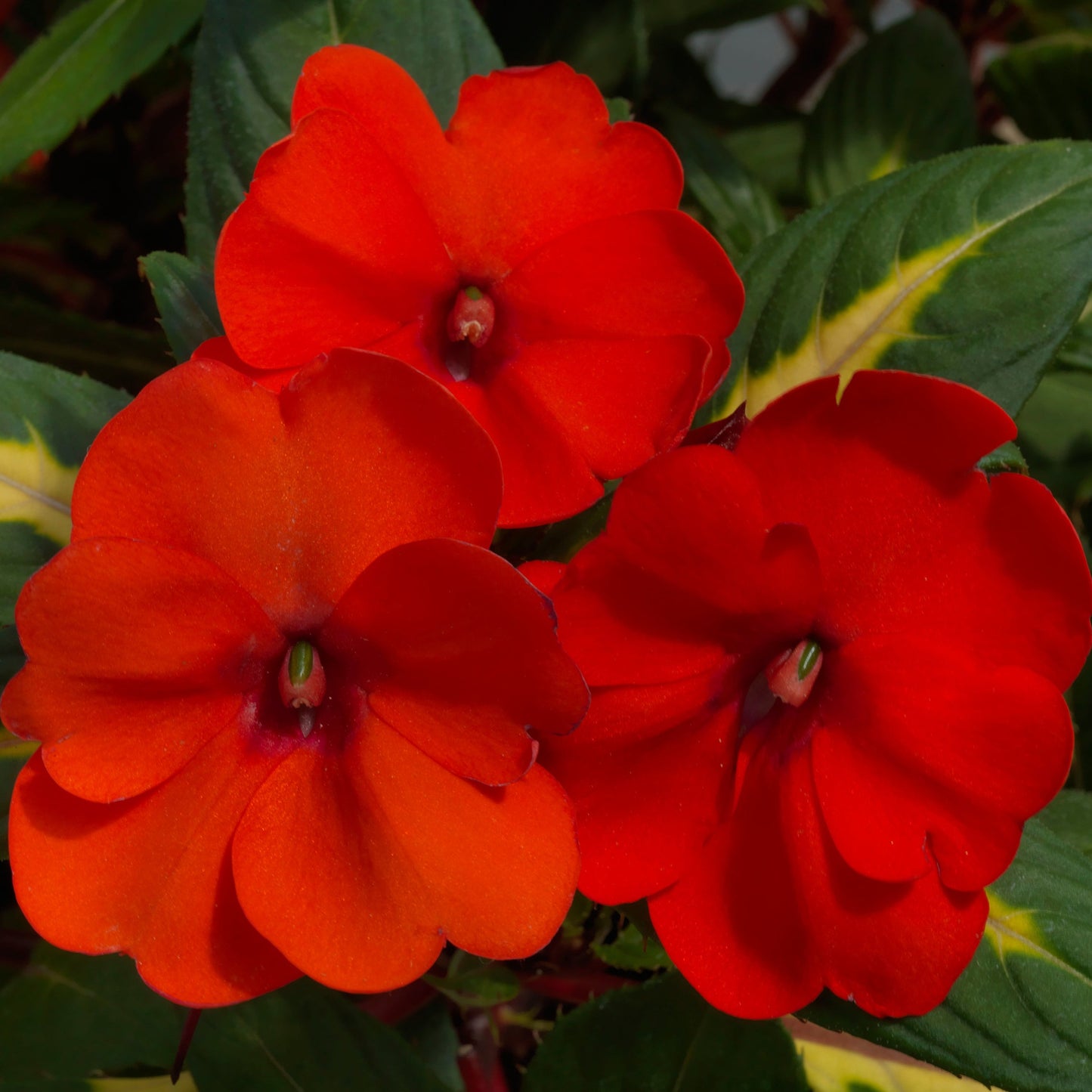 Impatiens | SunPatiens - 3 Quart