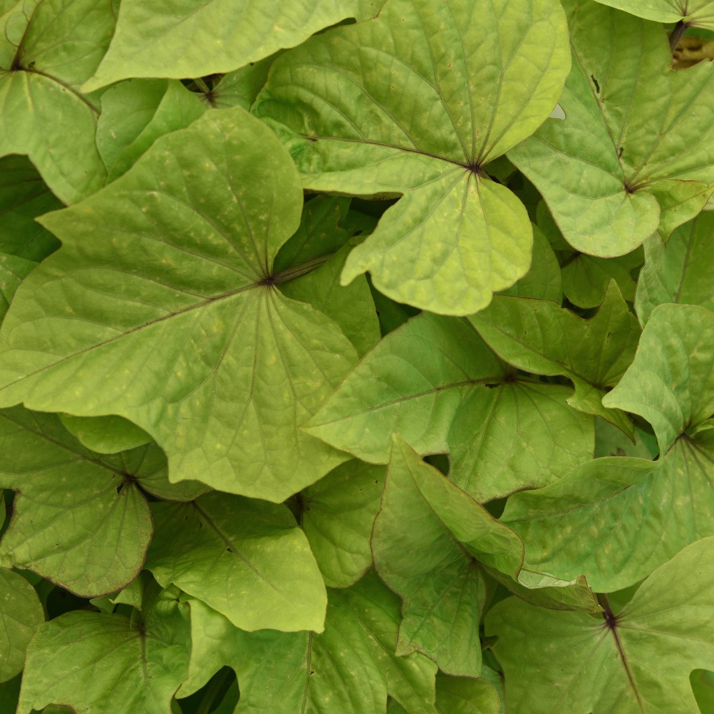 Ipomoea | Sweet Potato Vine - 1 Quart