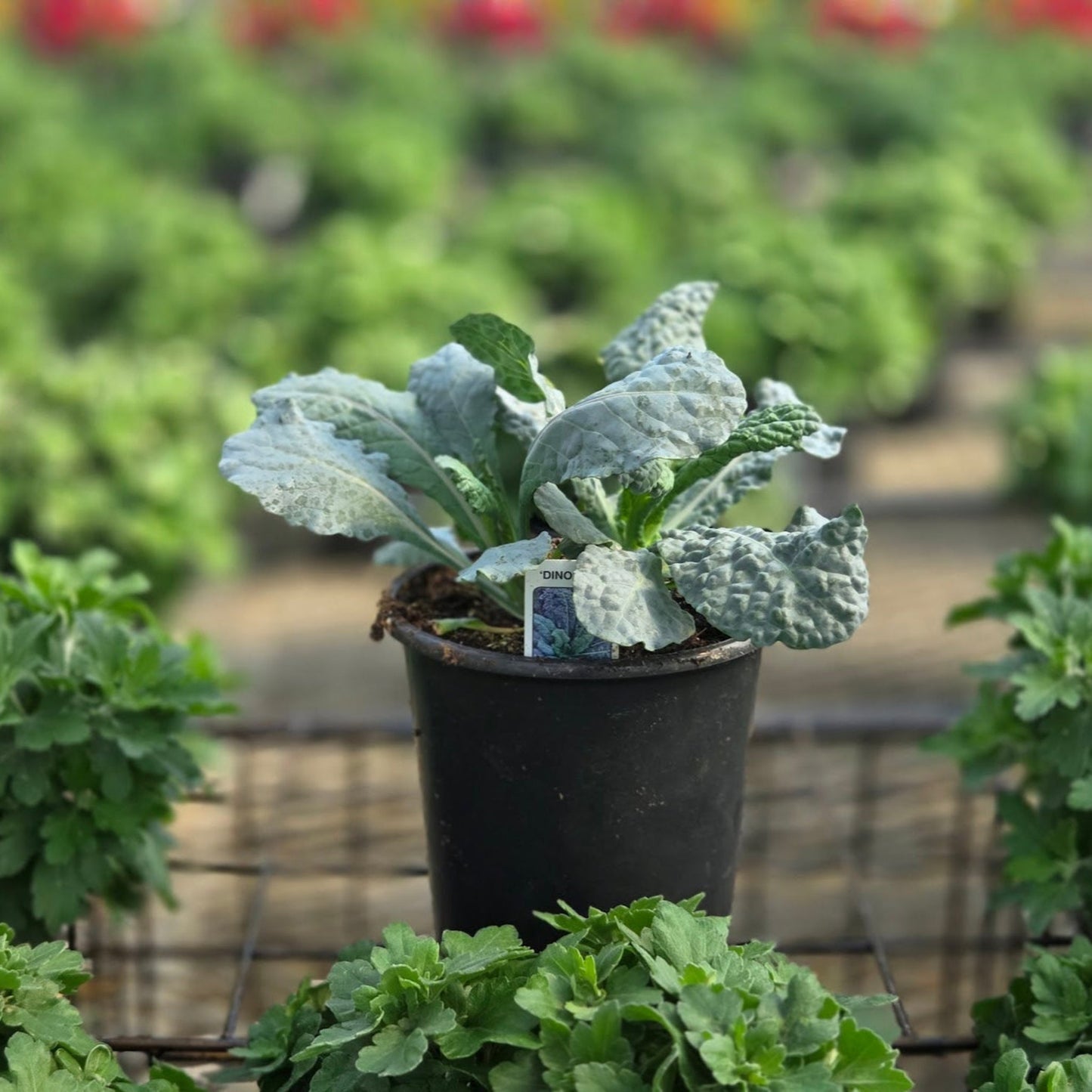 Ornamental Kale | Dinosaur - 1 Quart