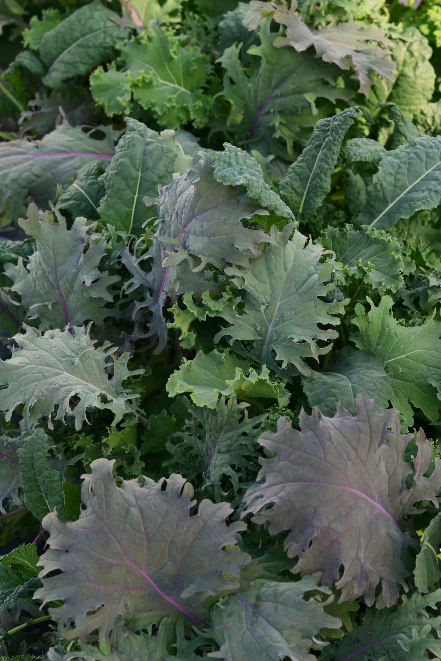 Kale | Kale Storm - 1 Pint