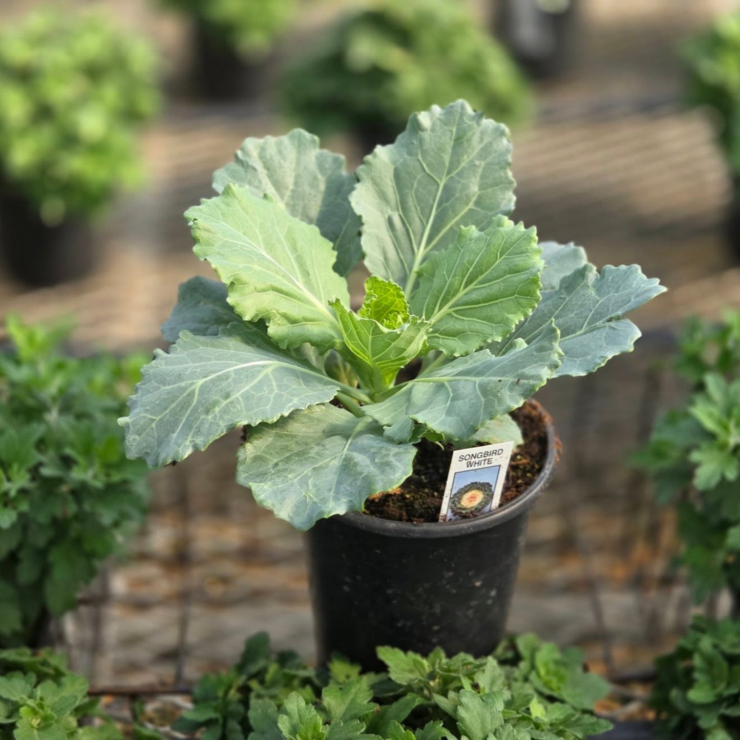 Ornamental Kale | Songbird White - 1 Quart