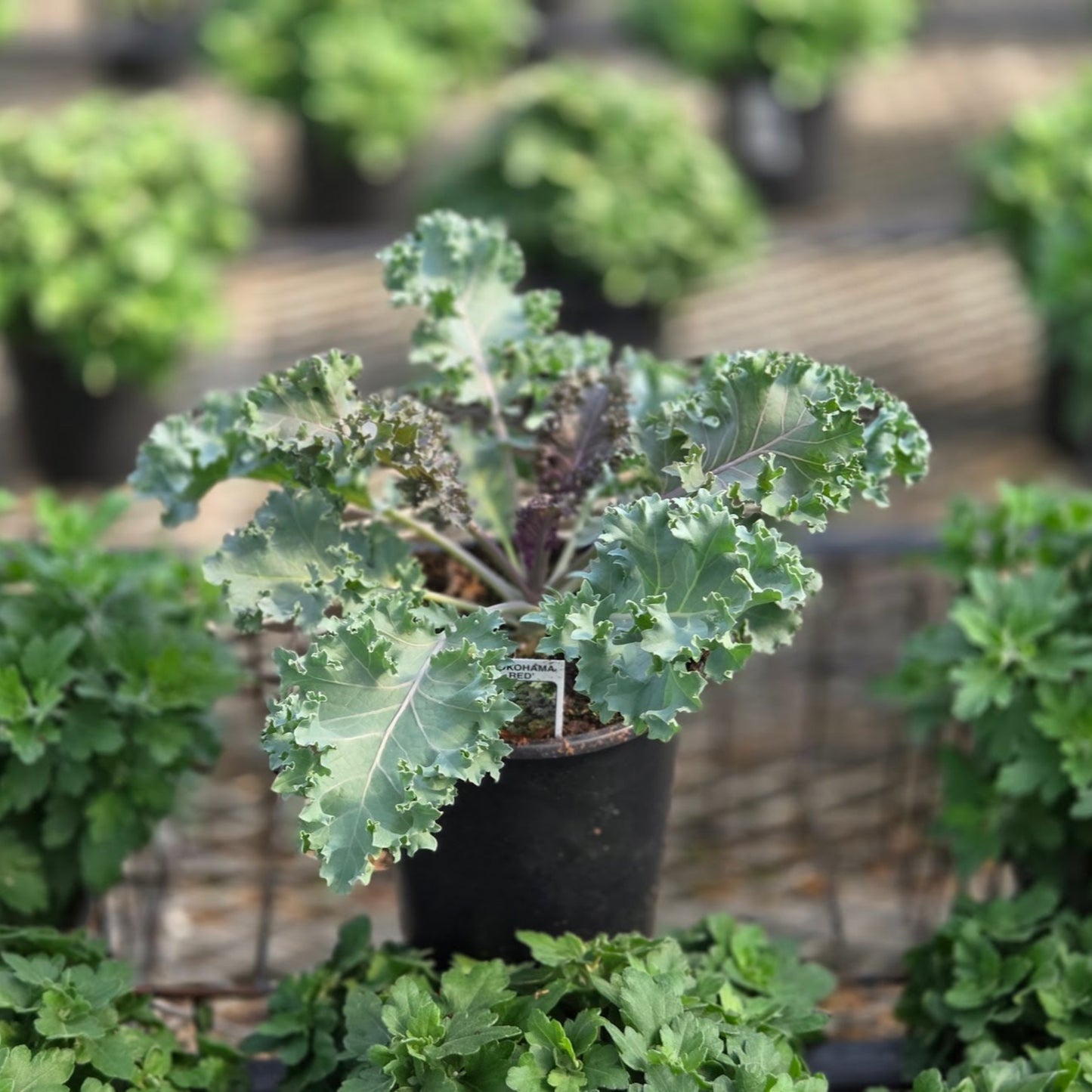 Ornamental Kale | Yokohama Red - 1 Quart