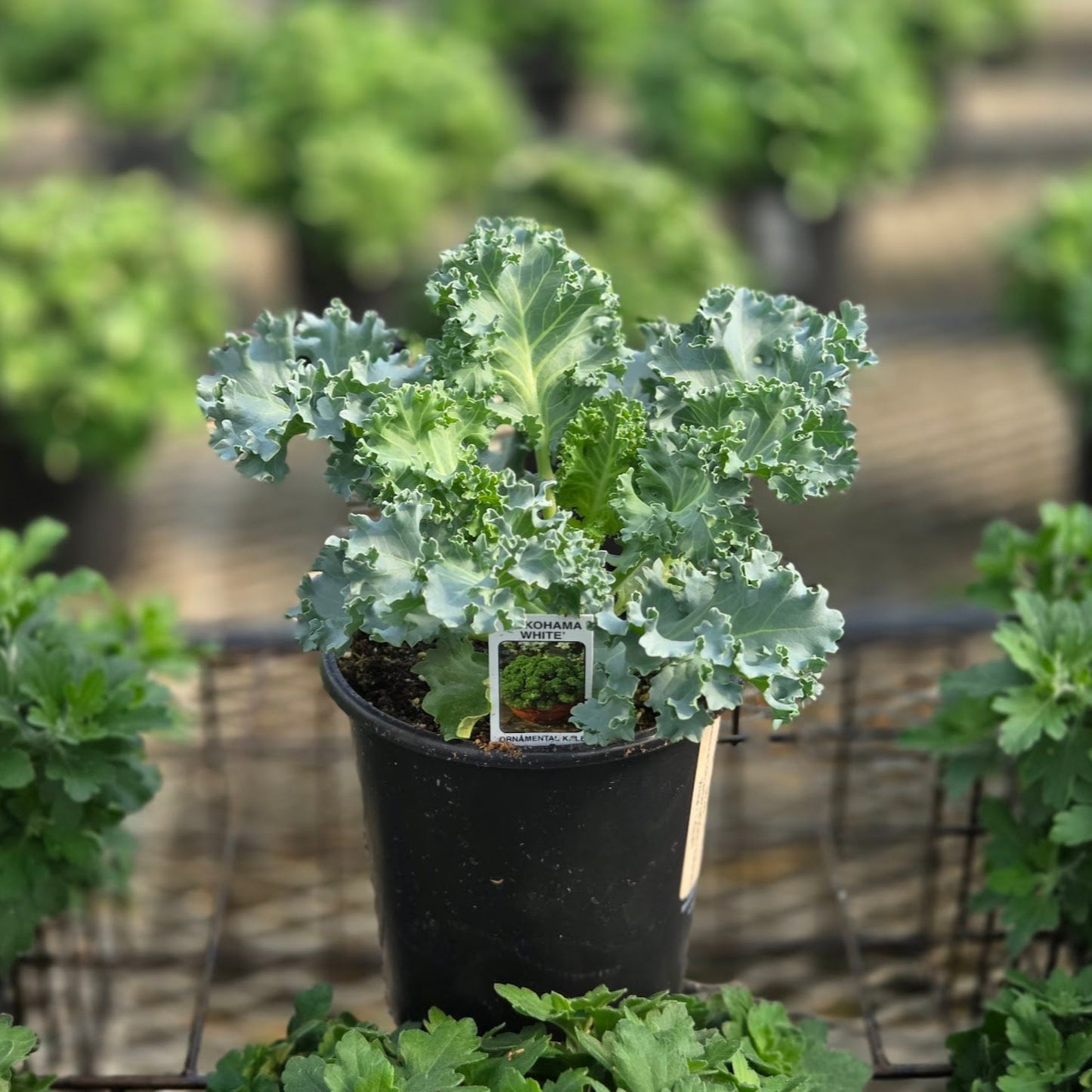 Ornamental Kale | Yokohama White - 1 Quart