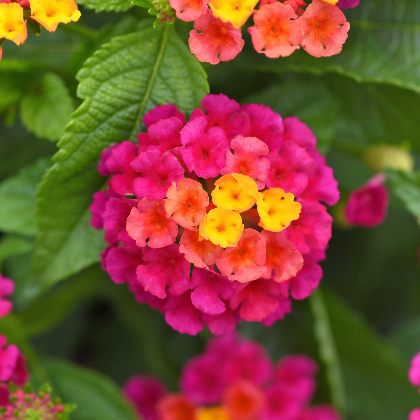 Lantana | Shamrock - 1 Quart
