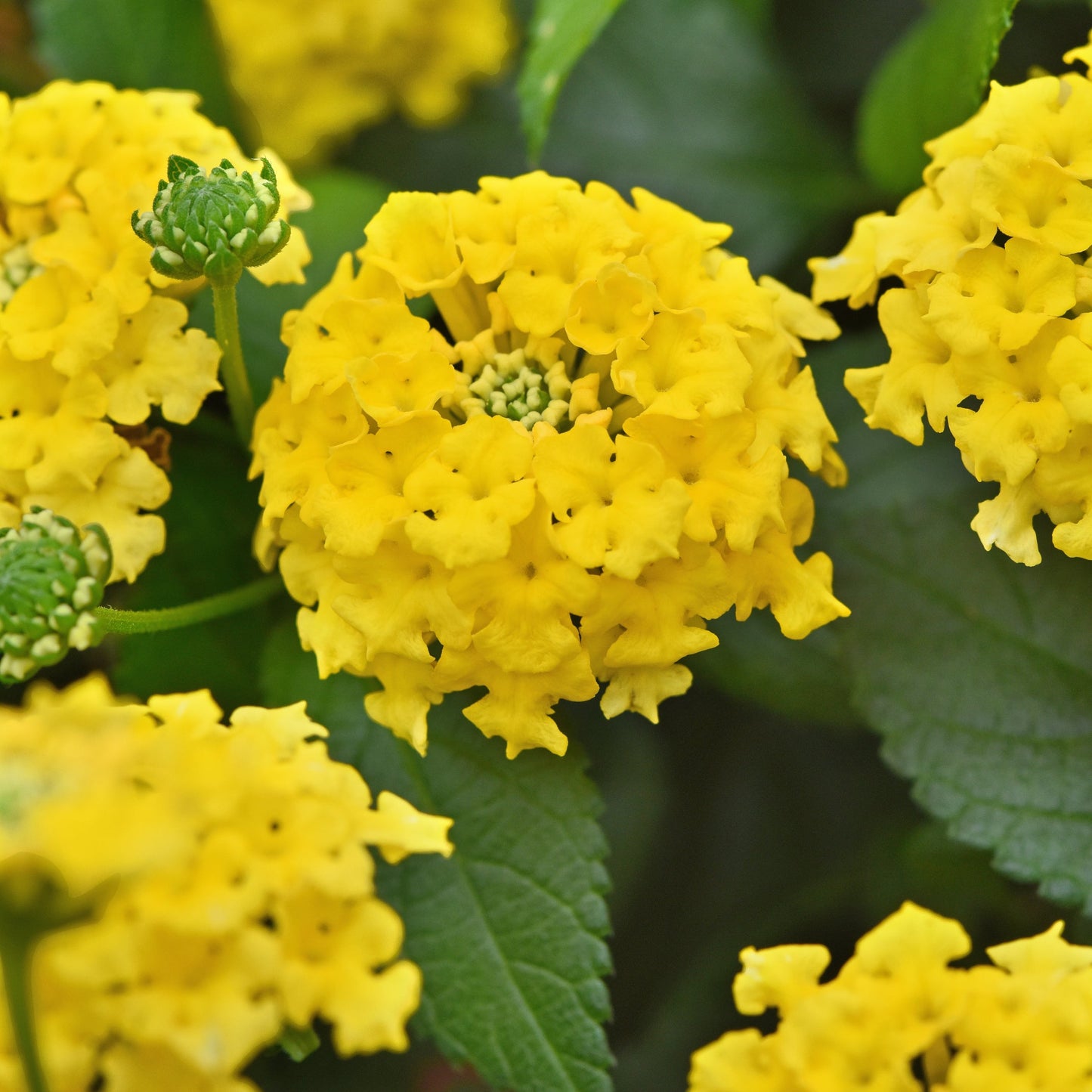 Lantana Pollinator Favorites | Shamrock - 1 Gallon