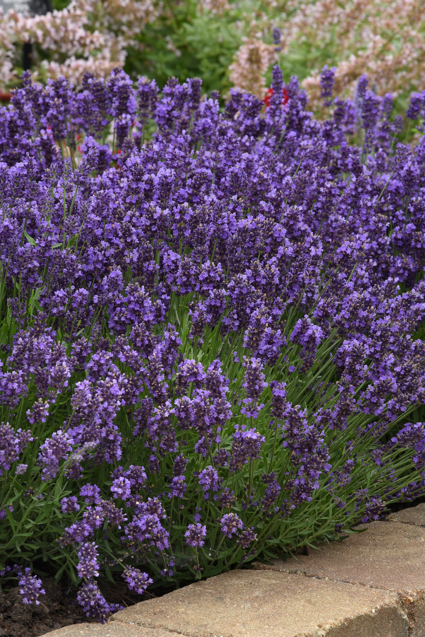 Lavender | $12 Pollinator Favorites