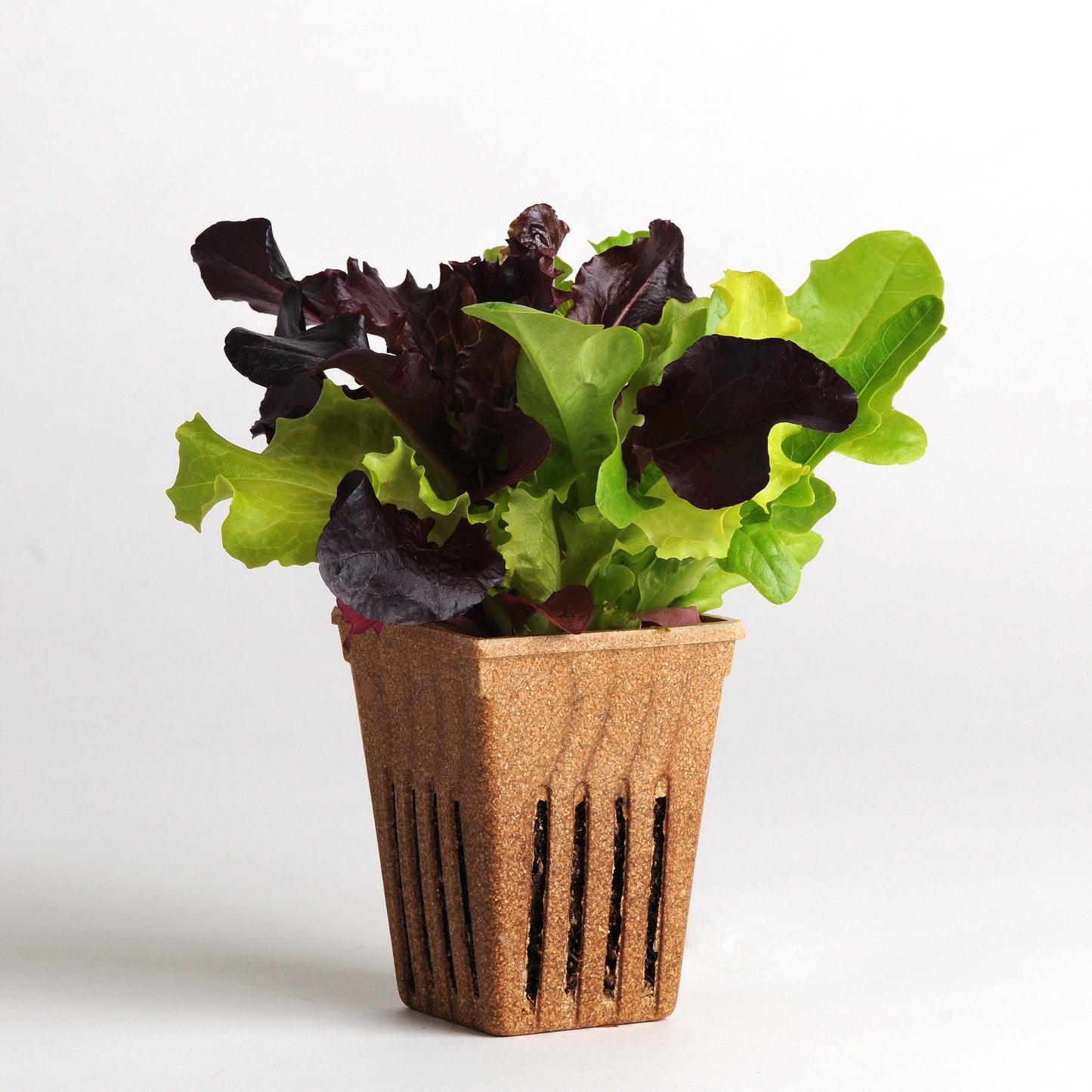 Lettuce | City Garden Mix - 1 Pint