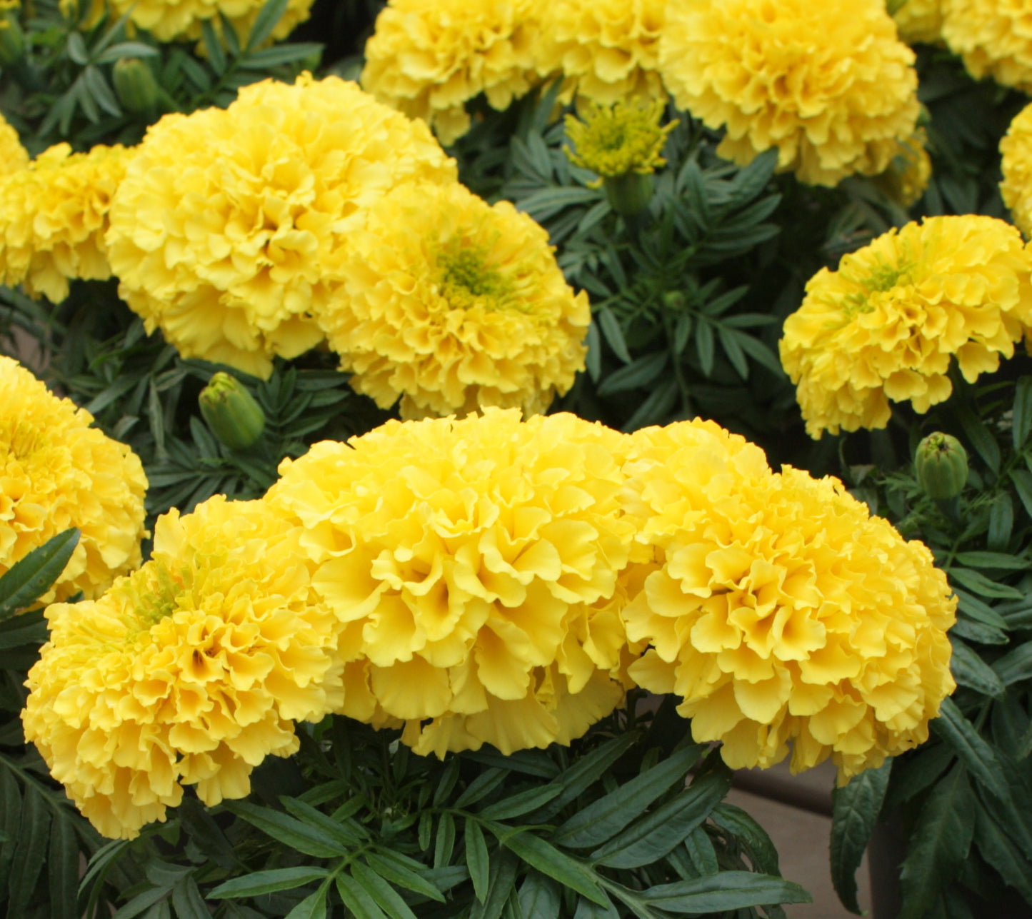 Marigold | Little Duck Yellow - 1 Quart