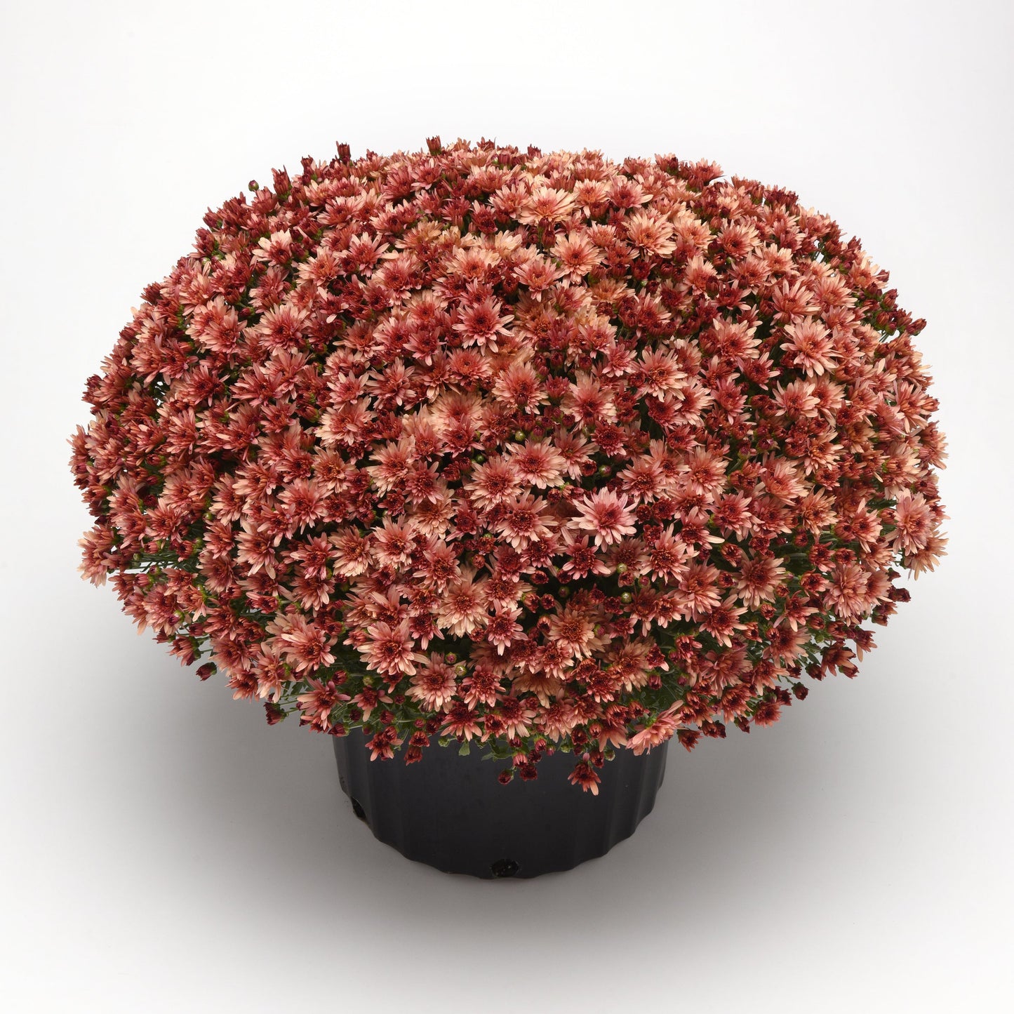 Garden Mum | Carousel Blushing Salmon - 5 Quart