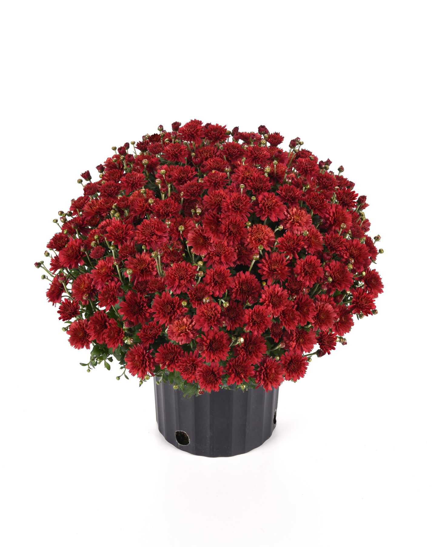Garden Mum | Flamingo Cranberry Red - 5 Quart