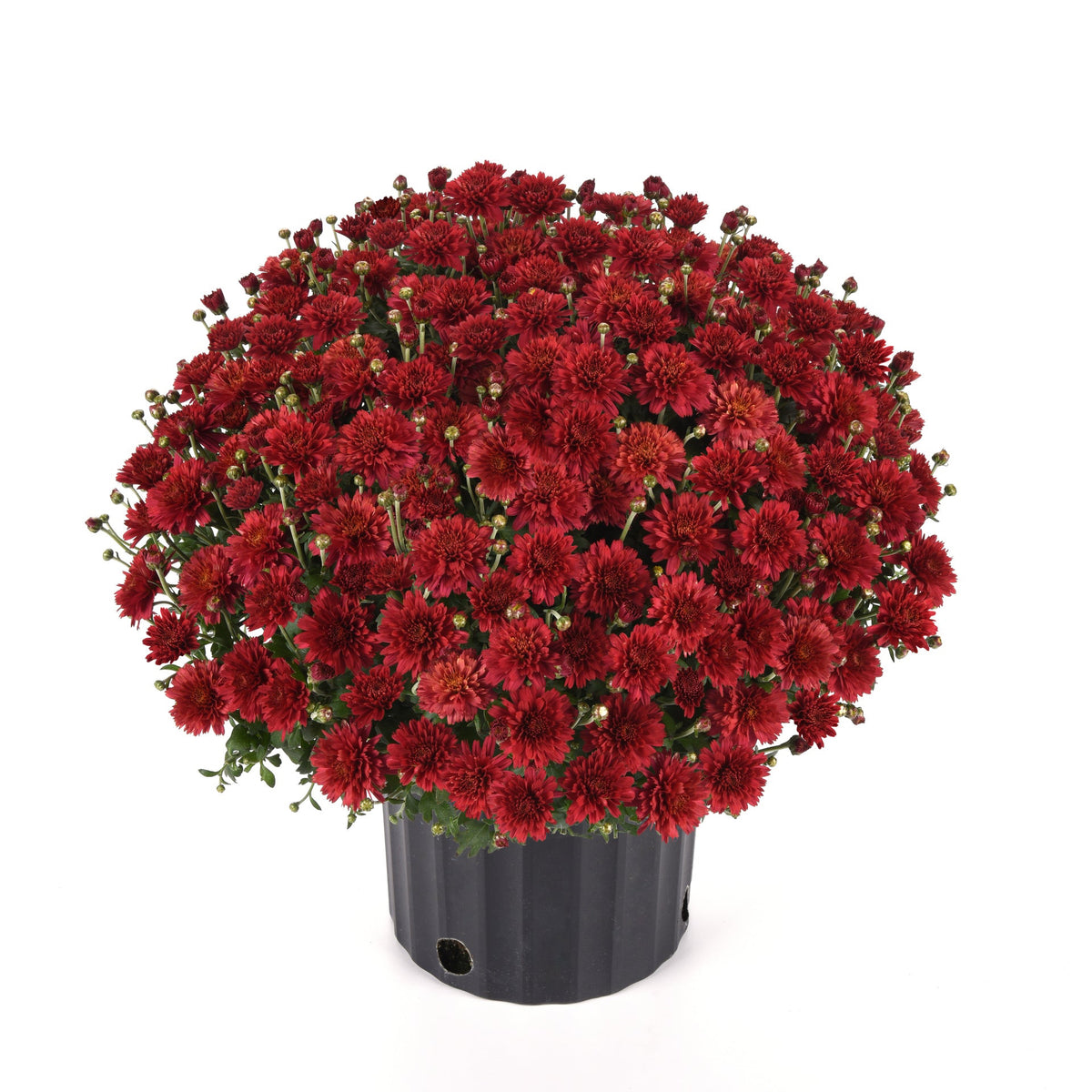 Garden Mum | Flamingo Cranberry Red - 5 Quart
