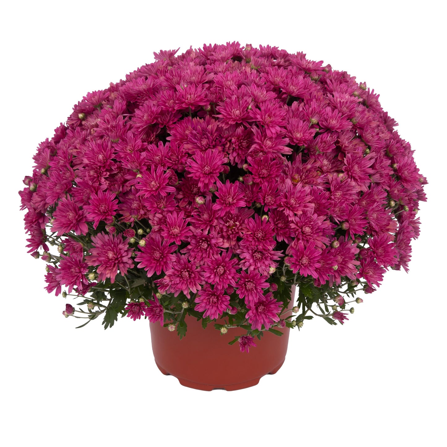 Garden Mum | Valerie Fuchsia - 5 Quart