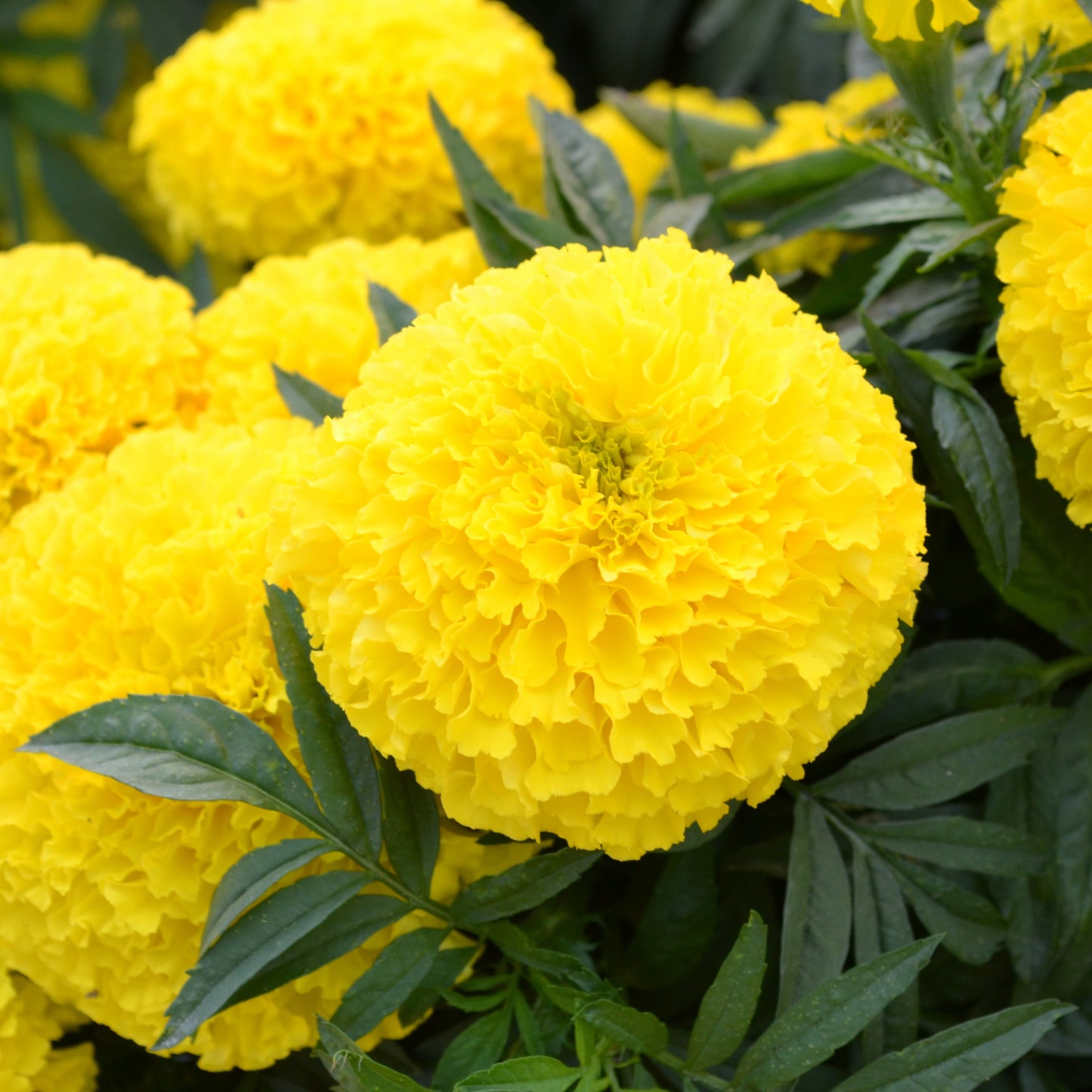 Marigold | Marigold Patio Pot