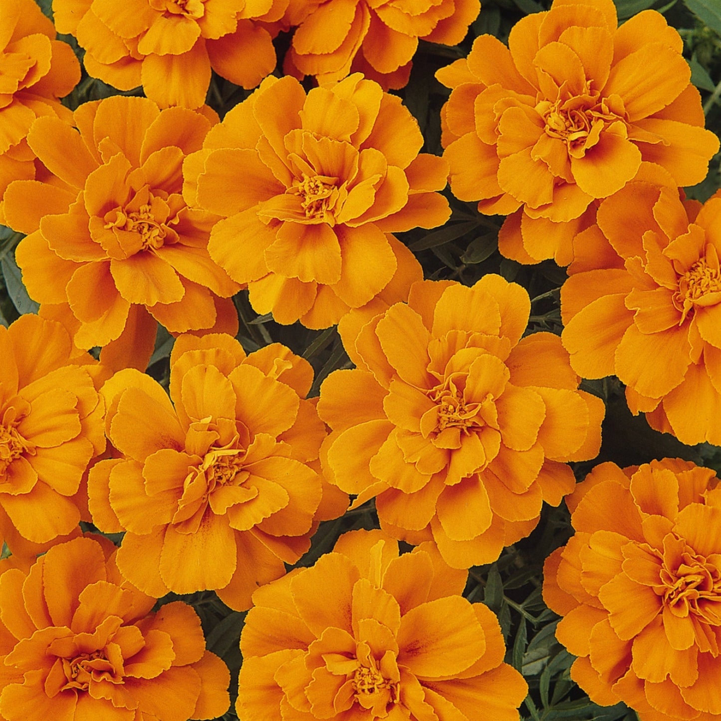 Marigold | Durango Tangerine - 1 Quart