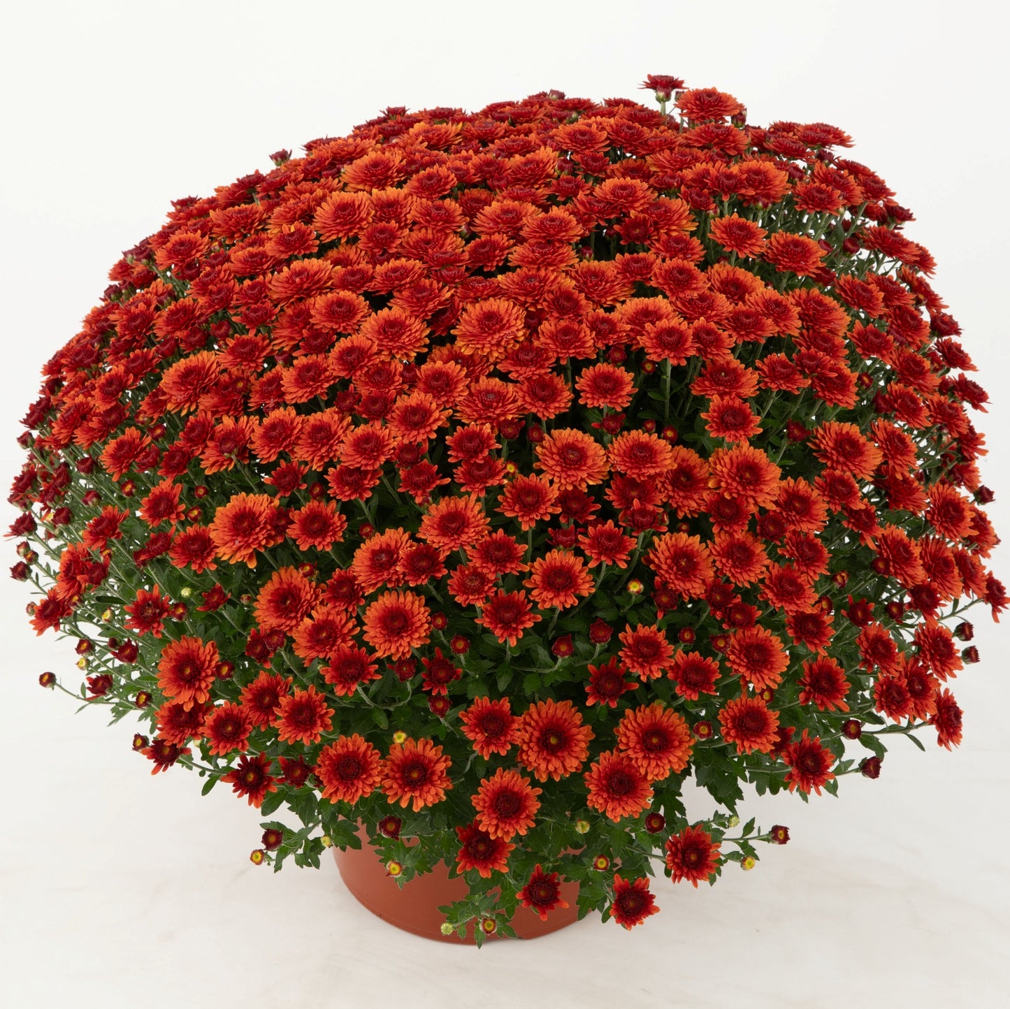 Garden Mum | Beverly Bronze - 5 Quart